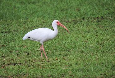 Eudocimus albus