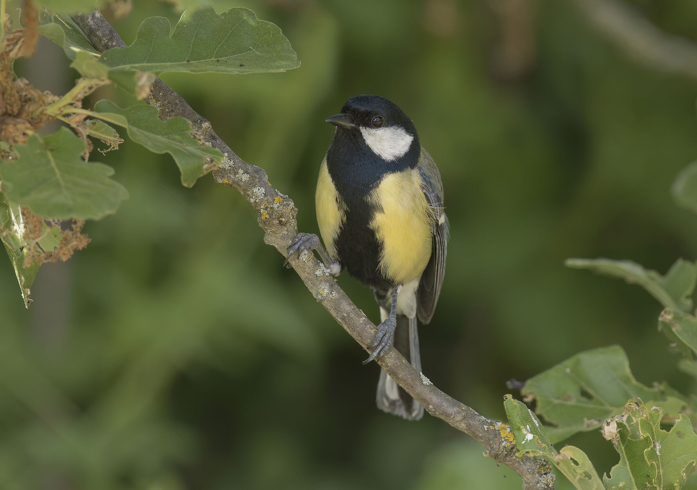 una cincia non può mancare...........
