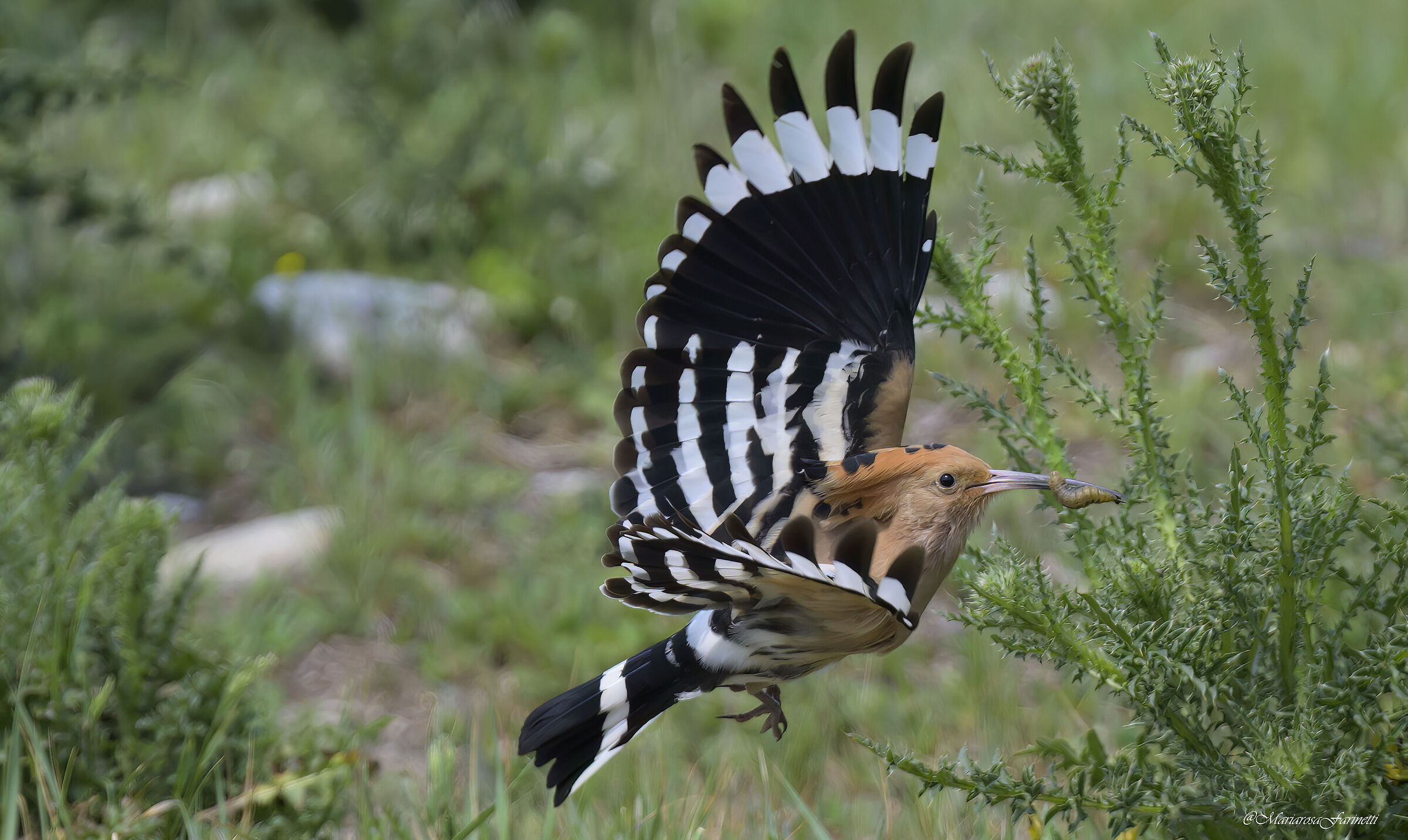 Hoopoe