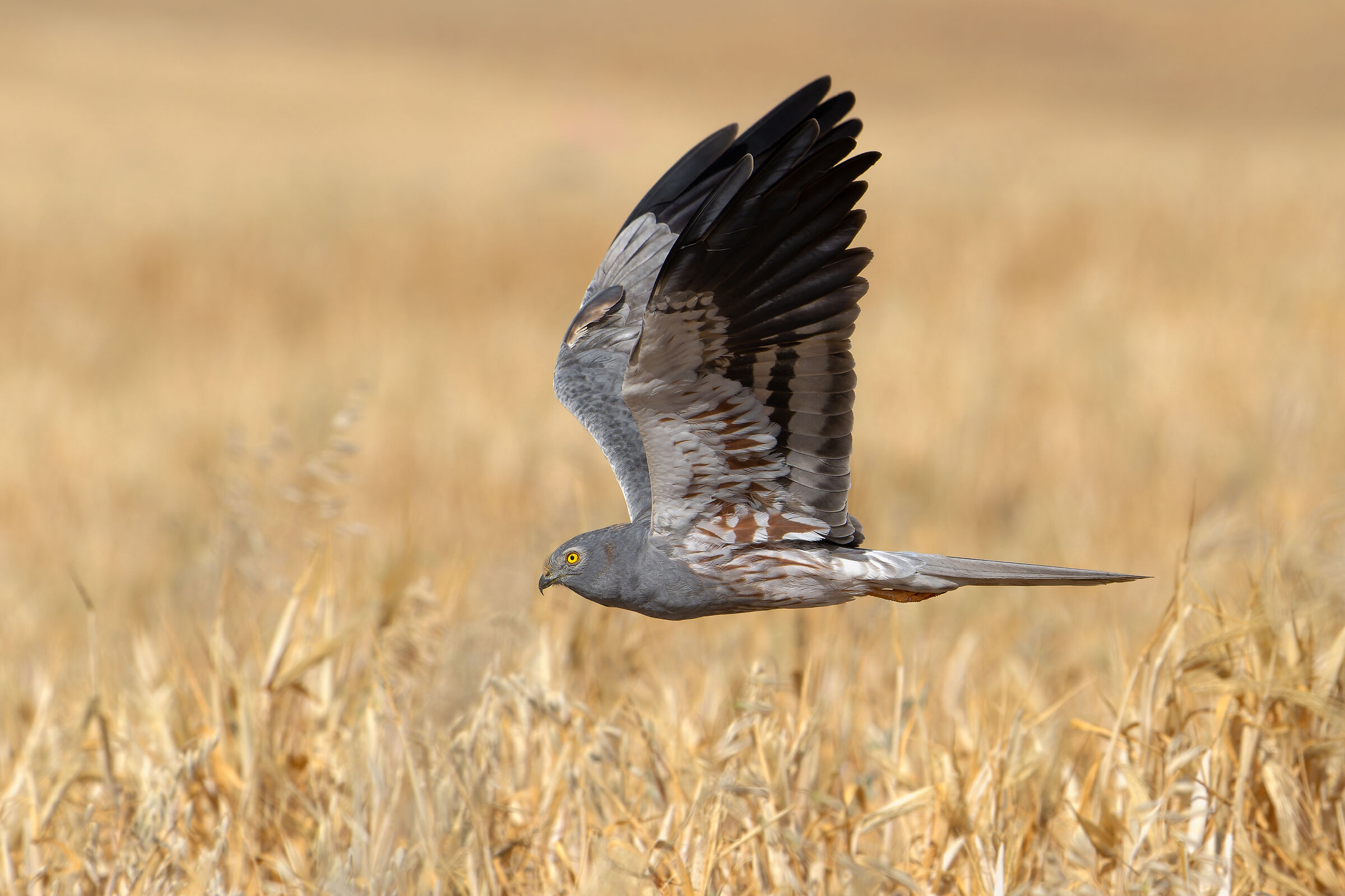 Harrier
