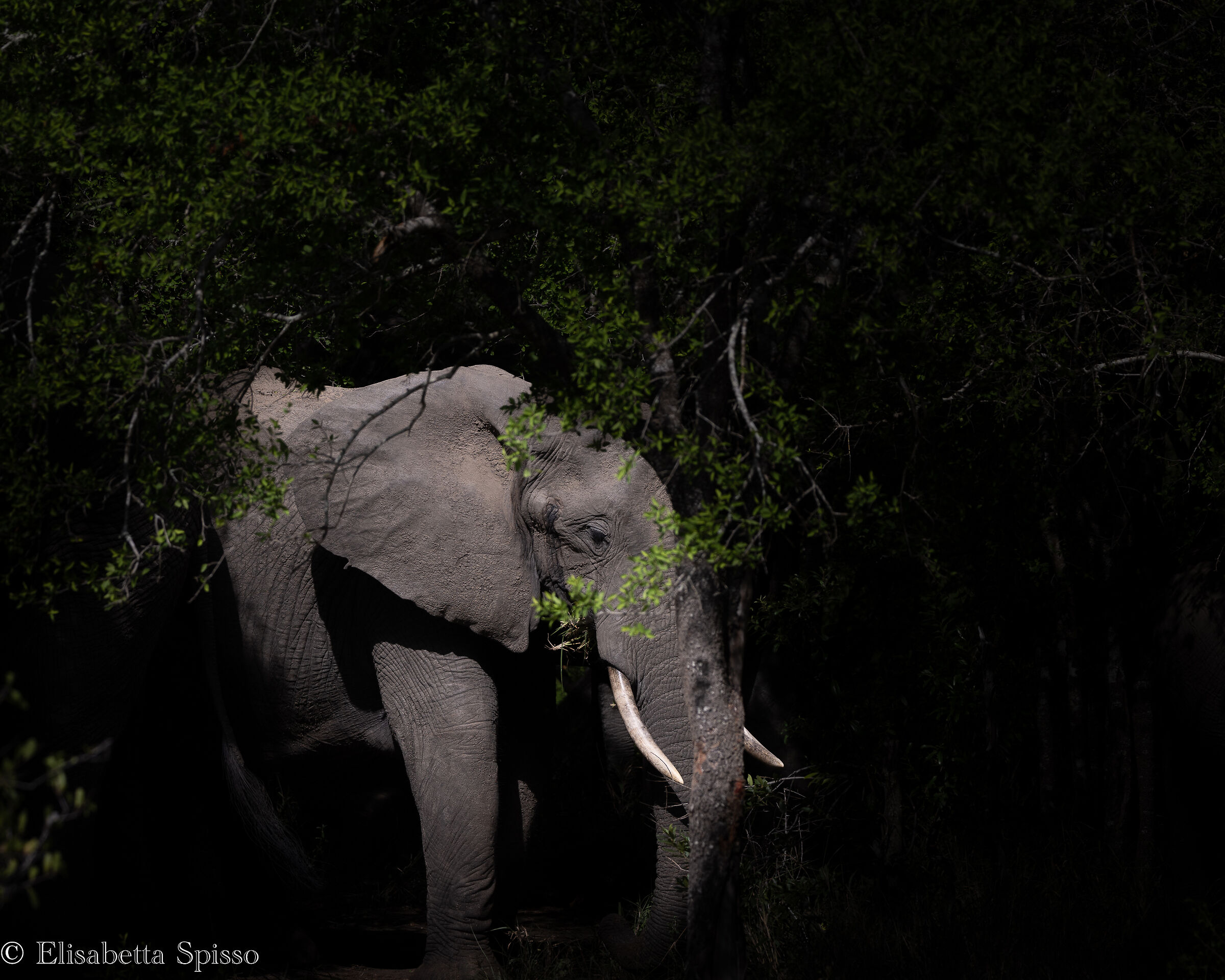 Manyeleti Game Reserve