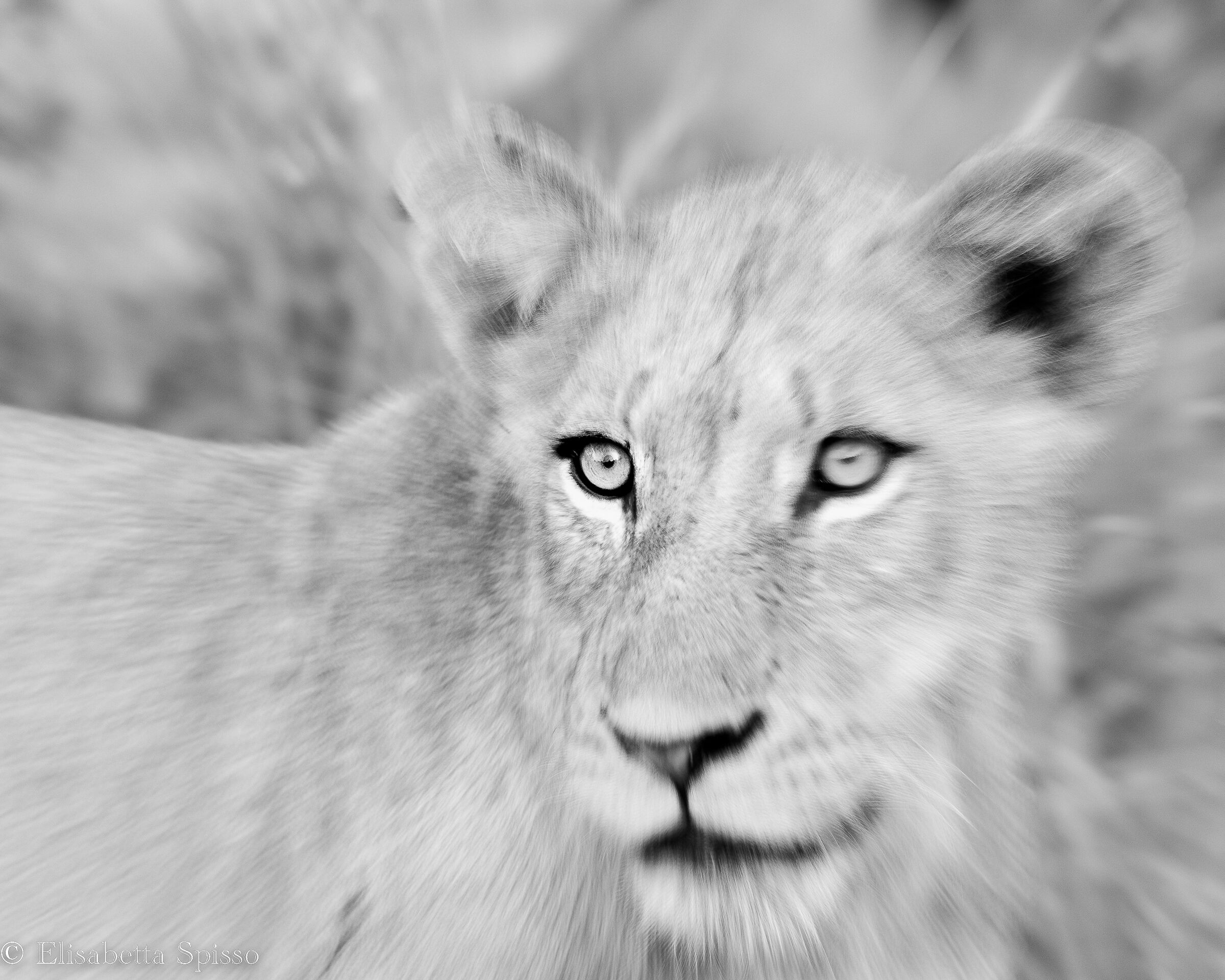 Manyeleti Game Reserve