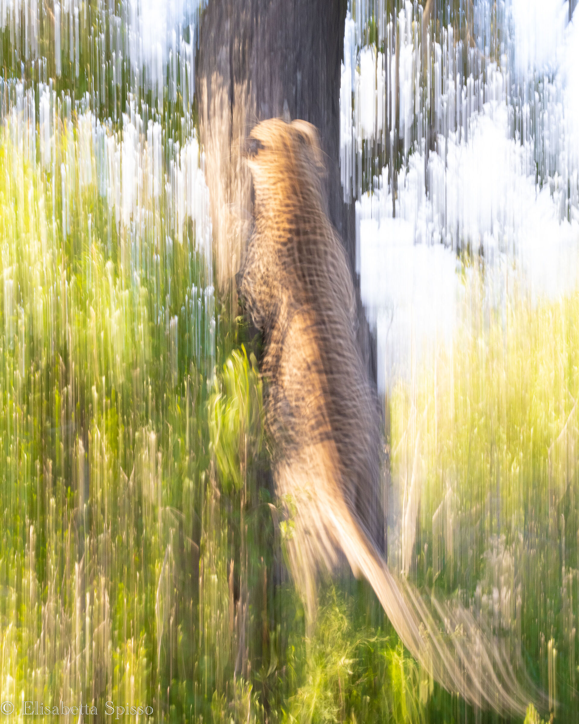 Manyeleti Game Reserve