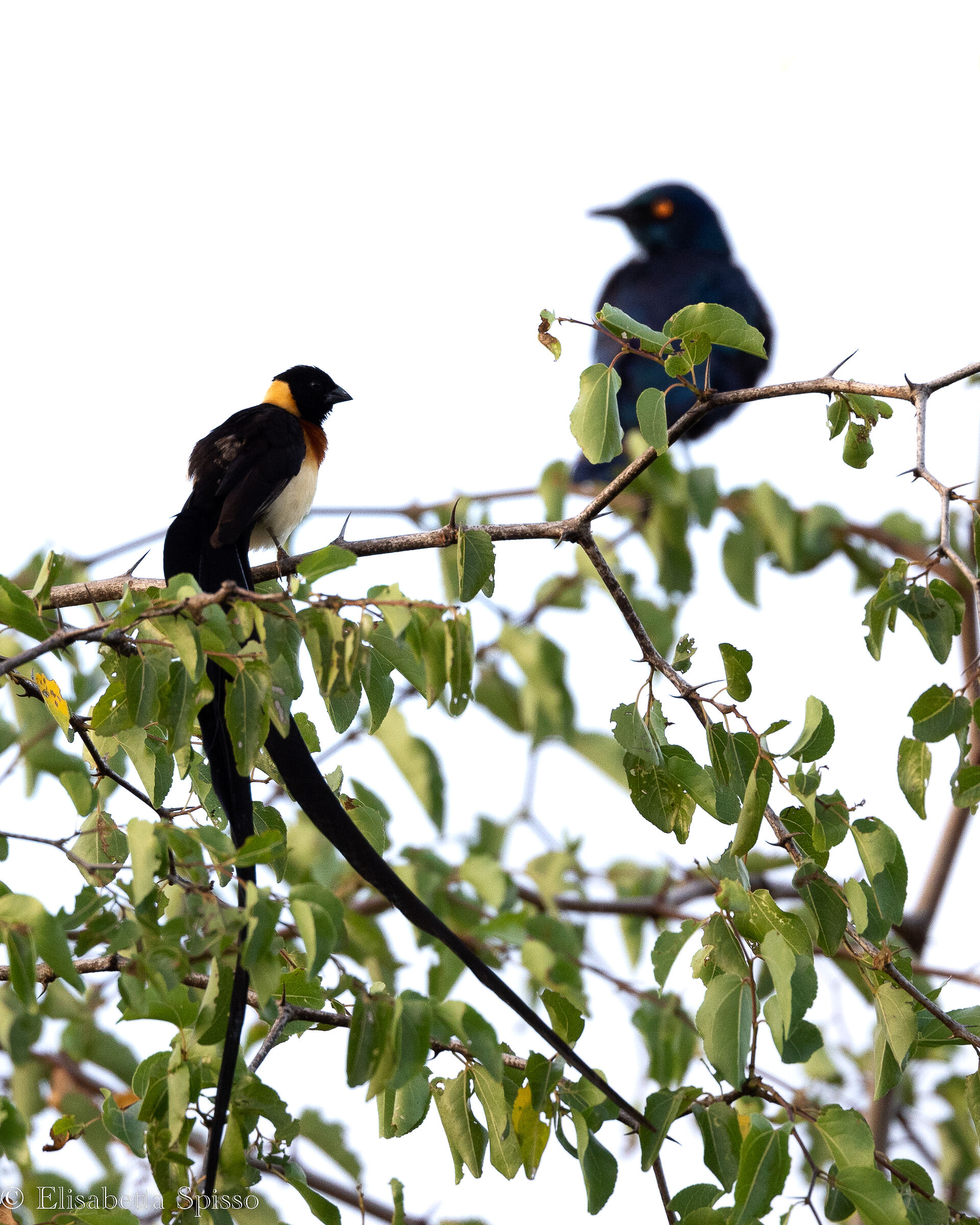 Manyeleti Game Reserve