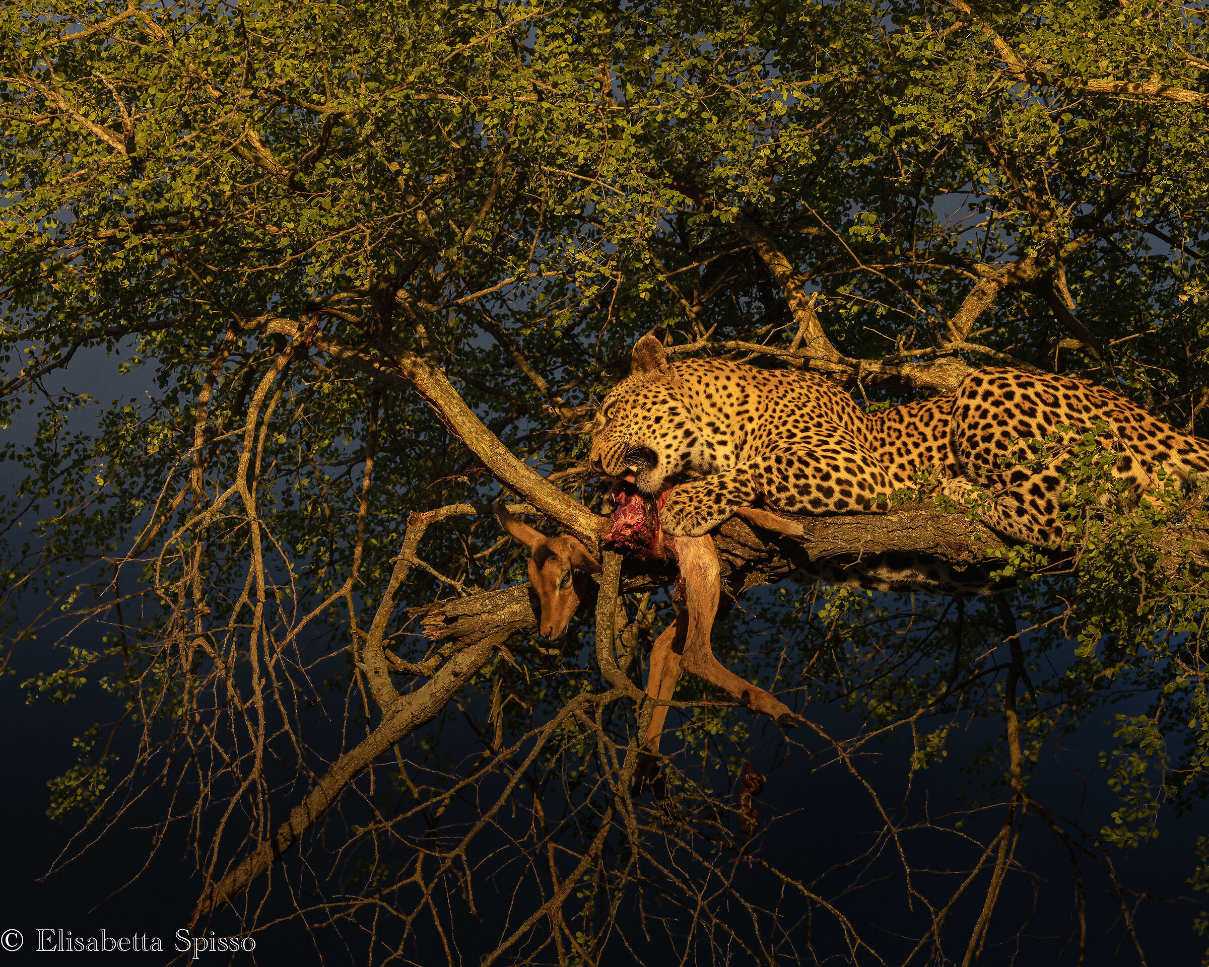 Manyeleti Game Reserve