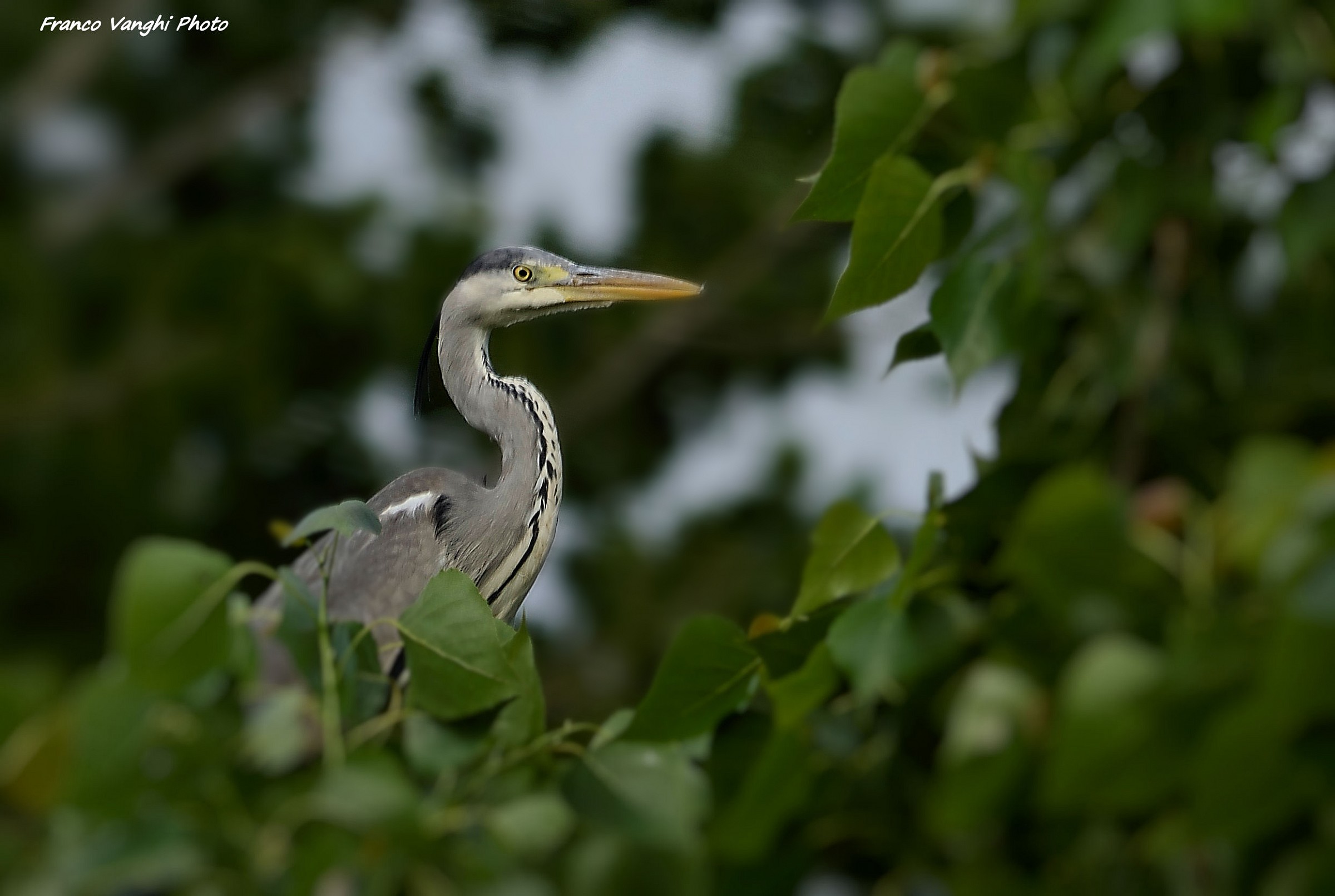 gray heron