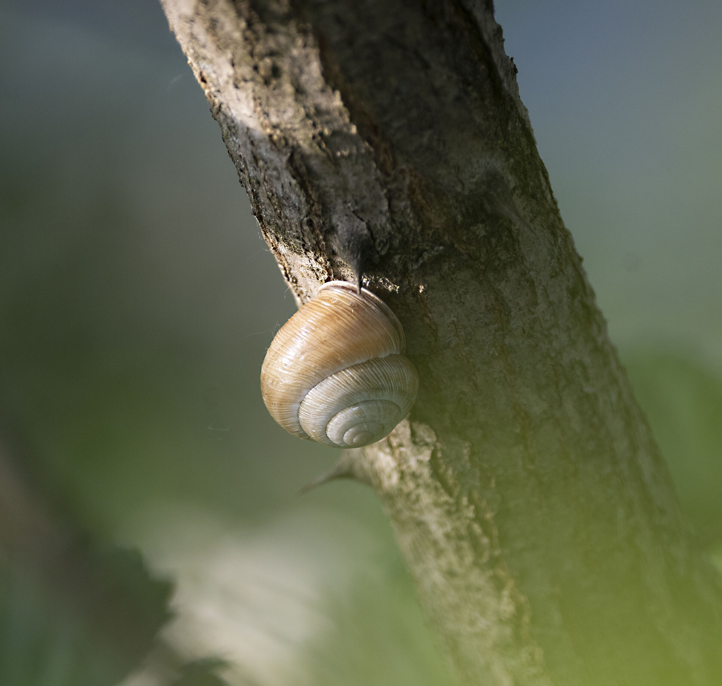 Snail