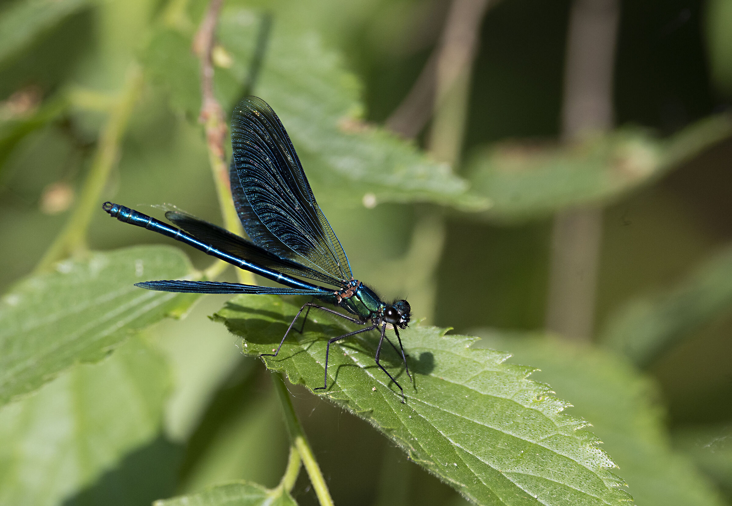 Damigella Splendente Maschio