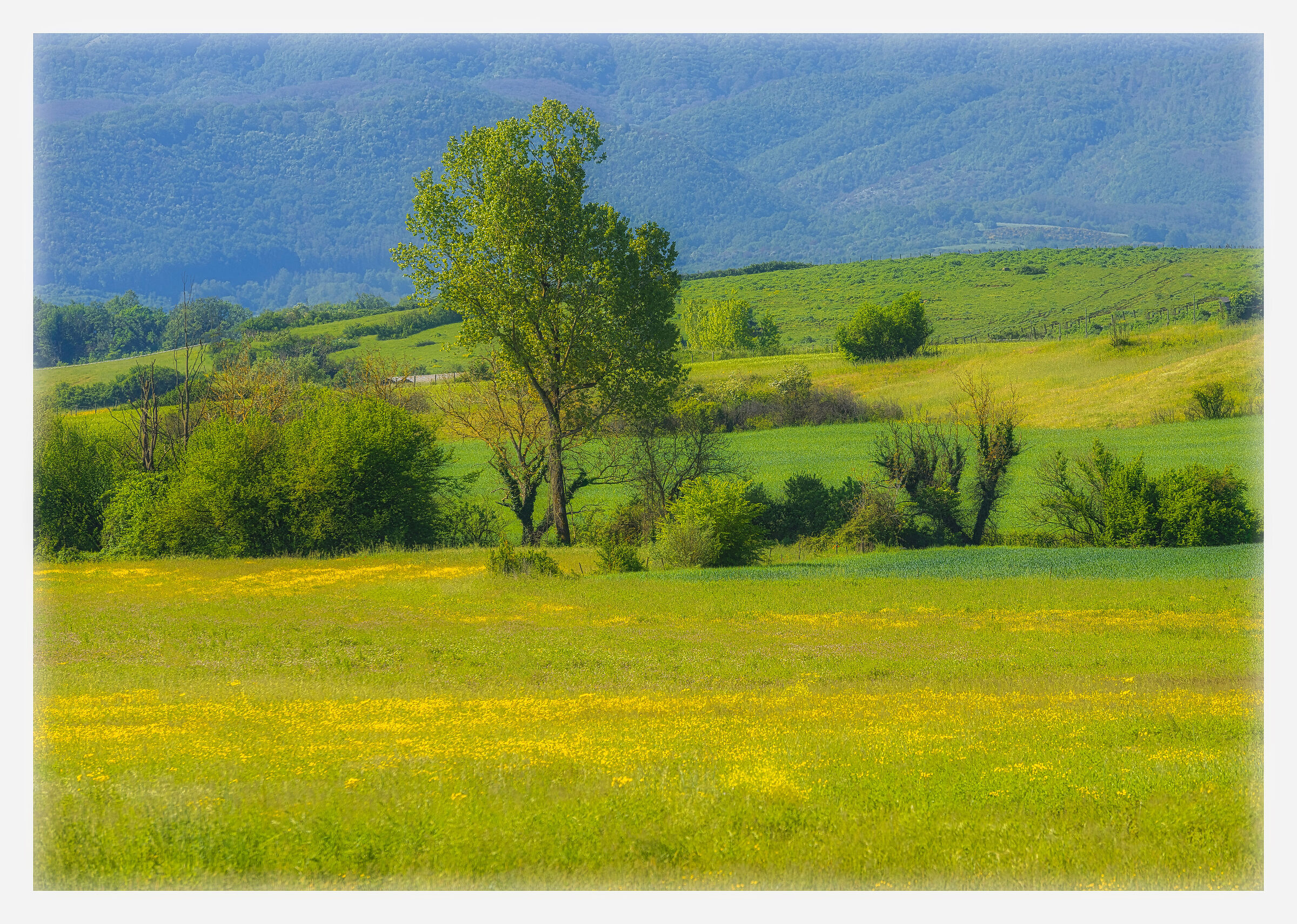 Che bella la primavera mette a fuoco la vita vera