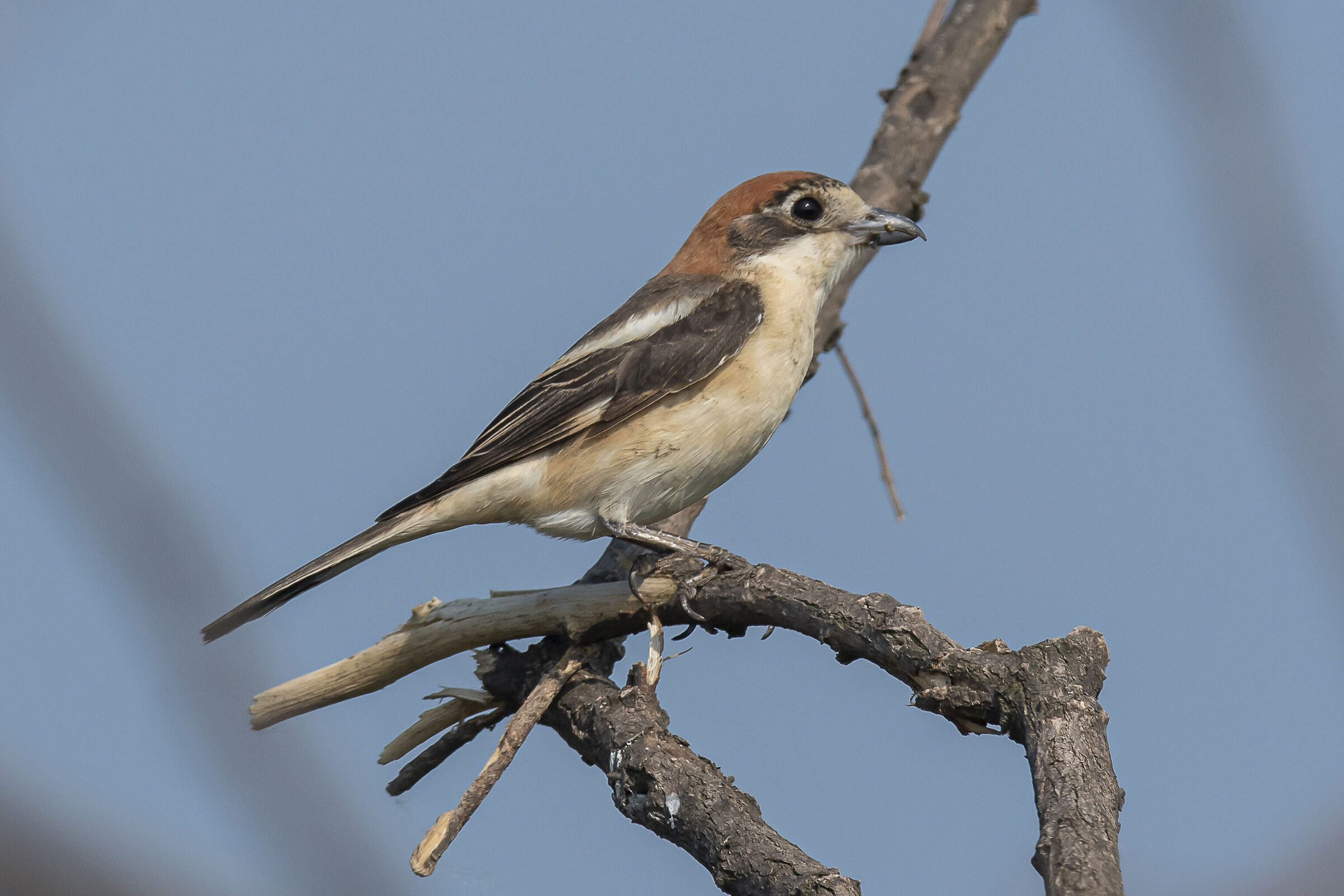 Woodchat shrike