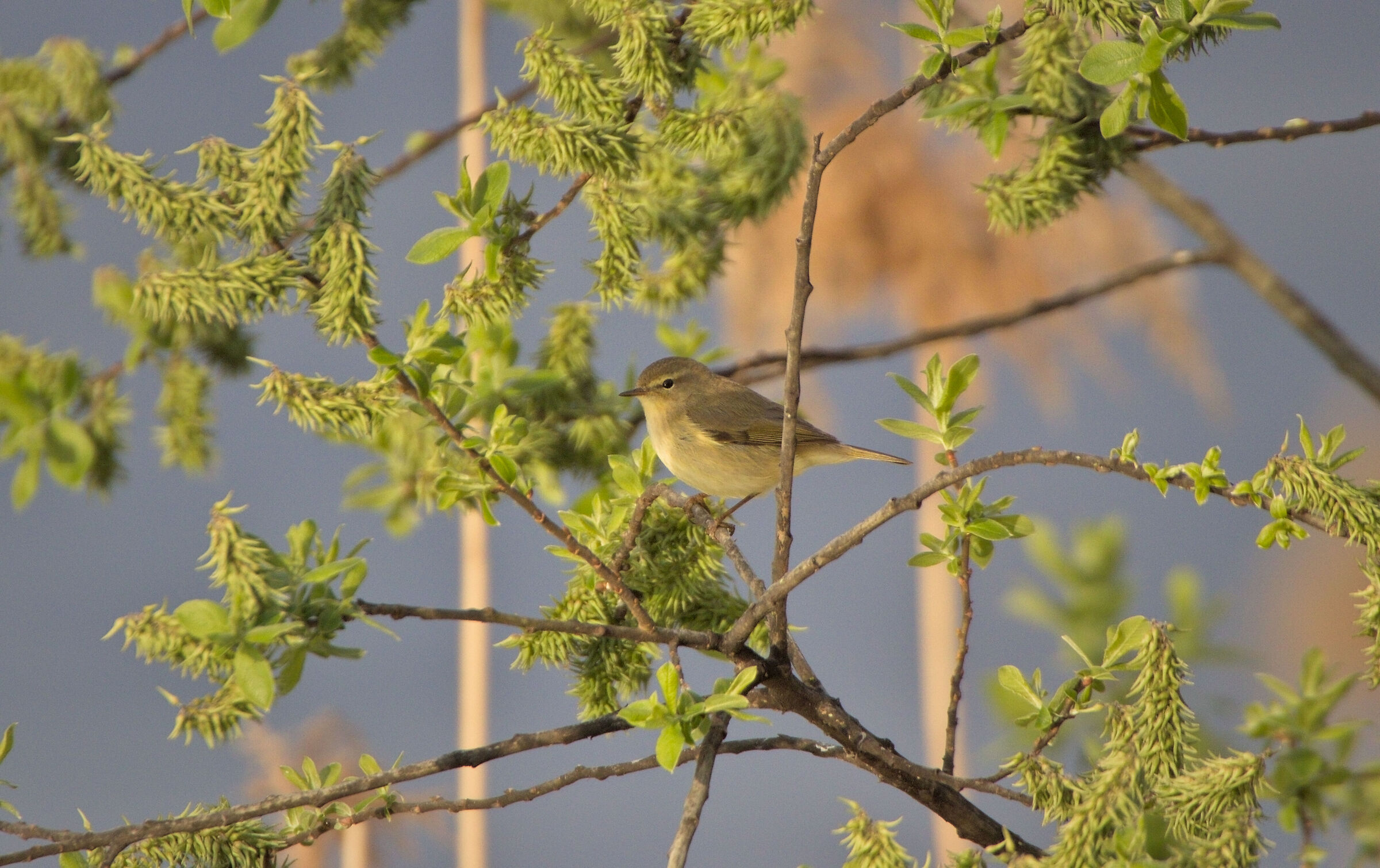 chiffchaff