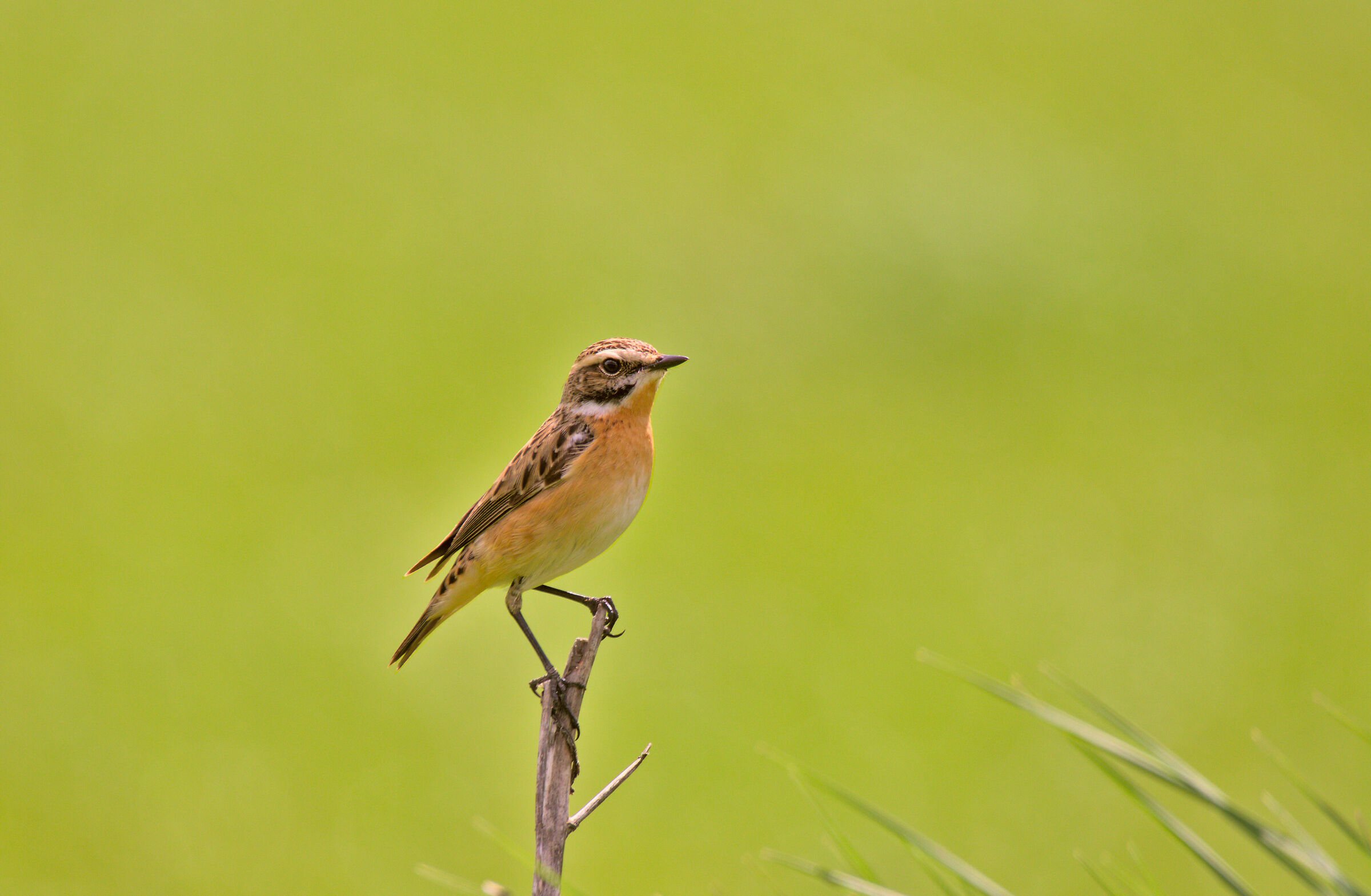 whinchat