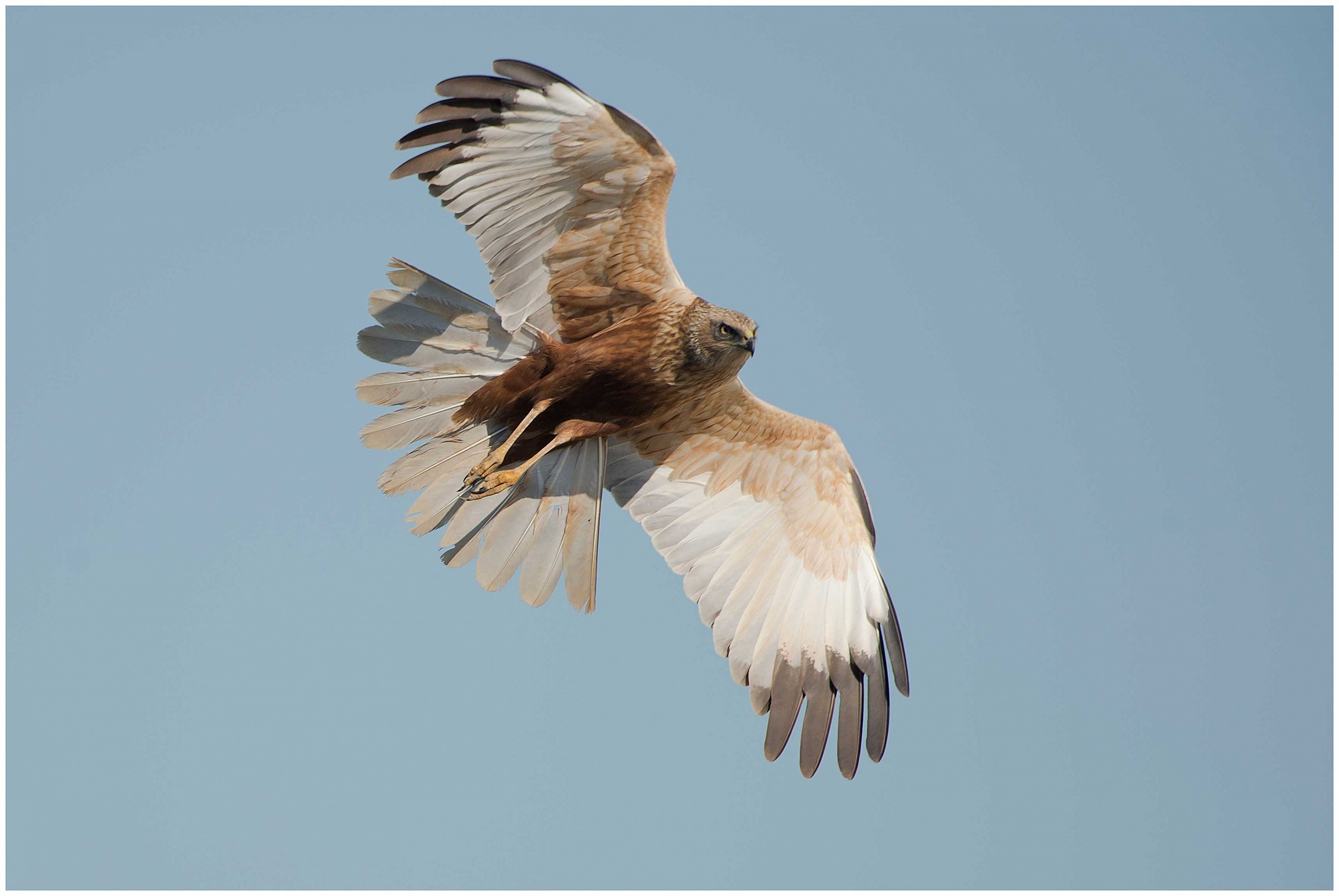 Marsh Harrier