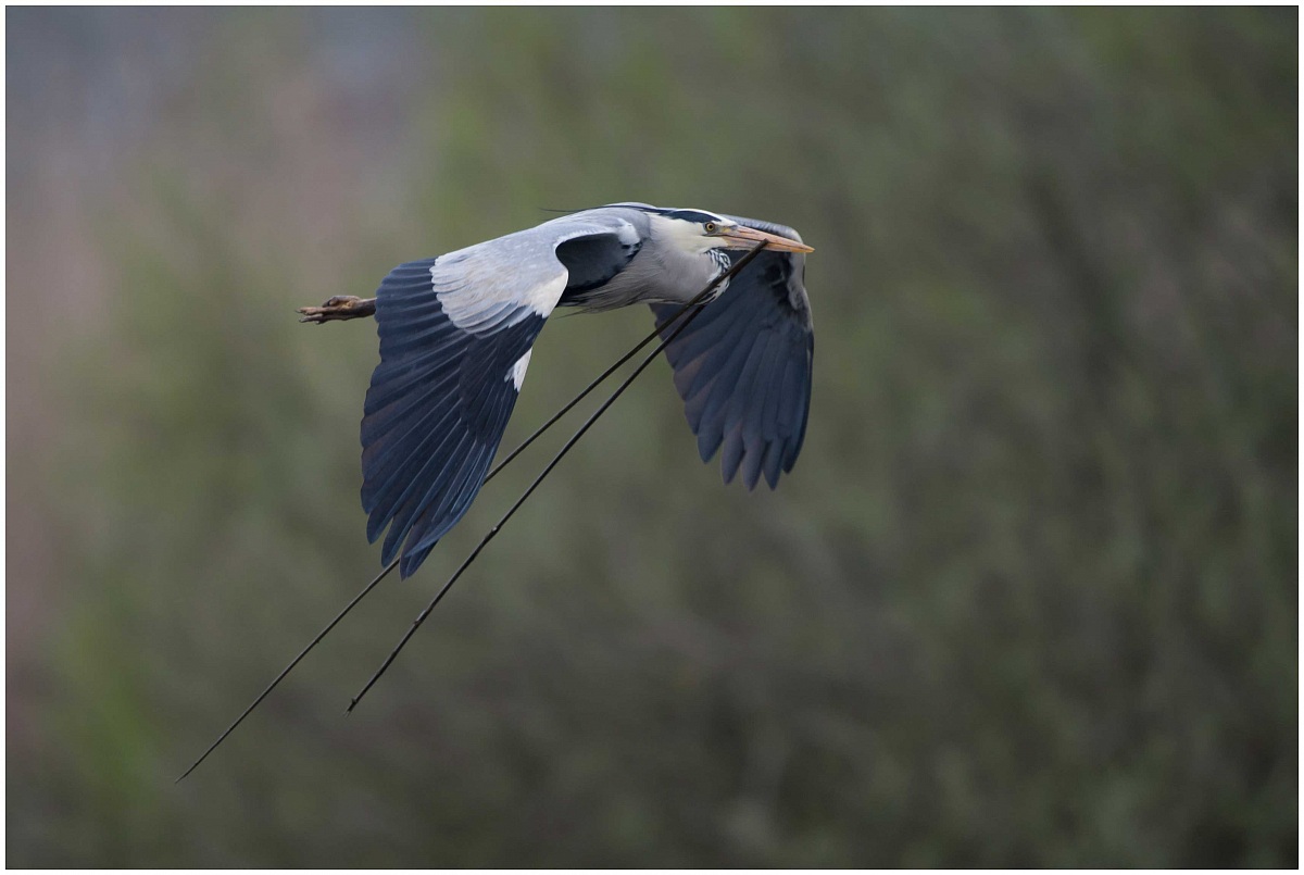 Grey Heron