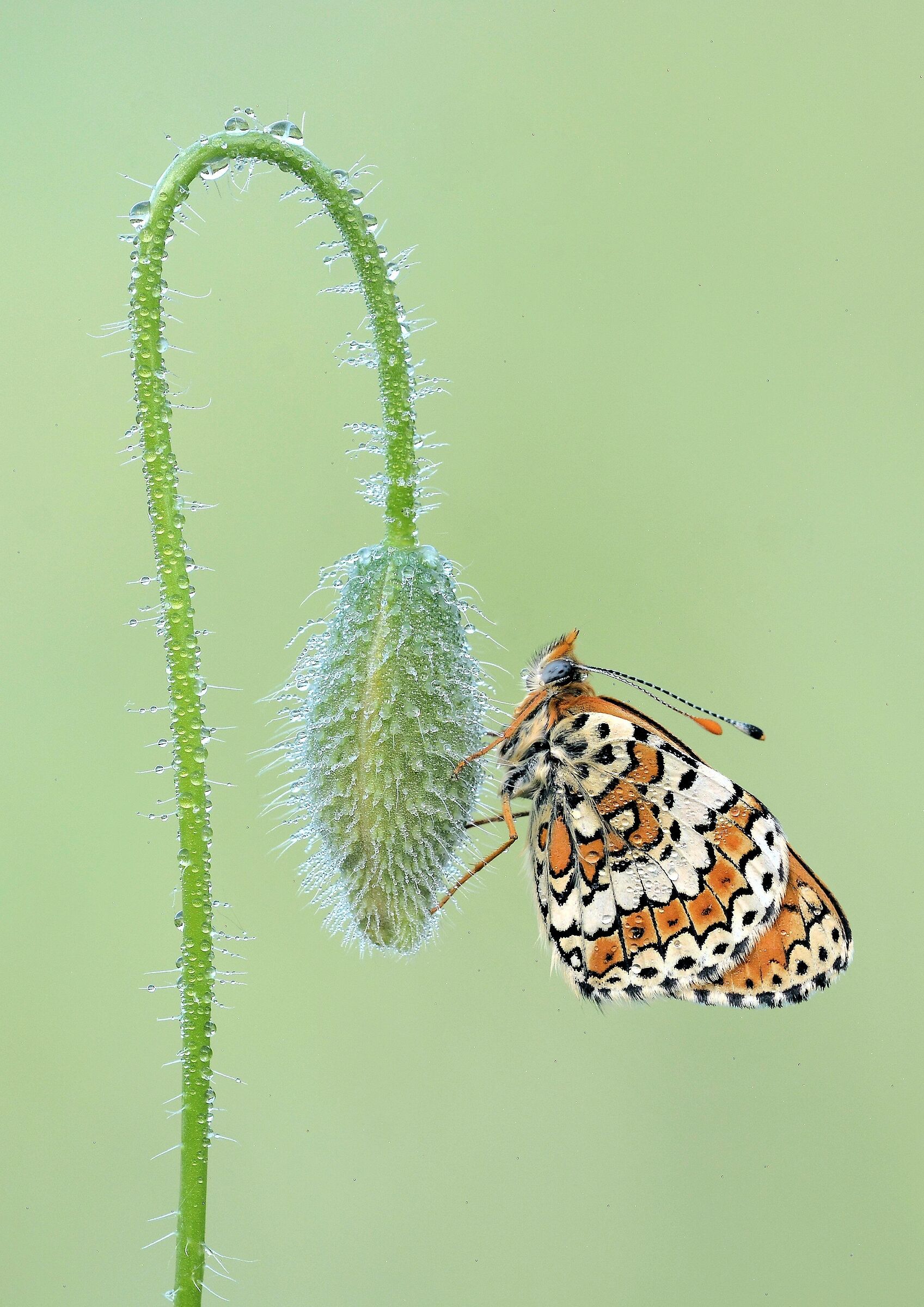 Melitaea cinxia