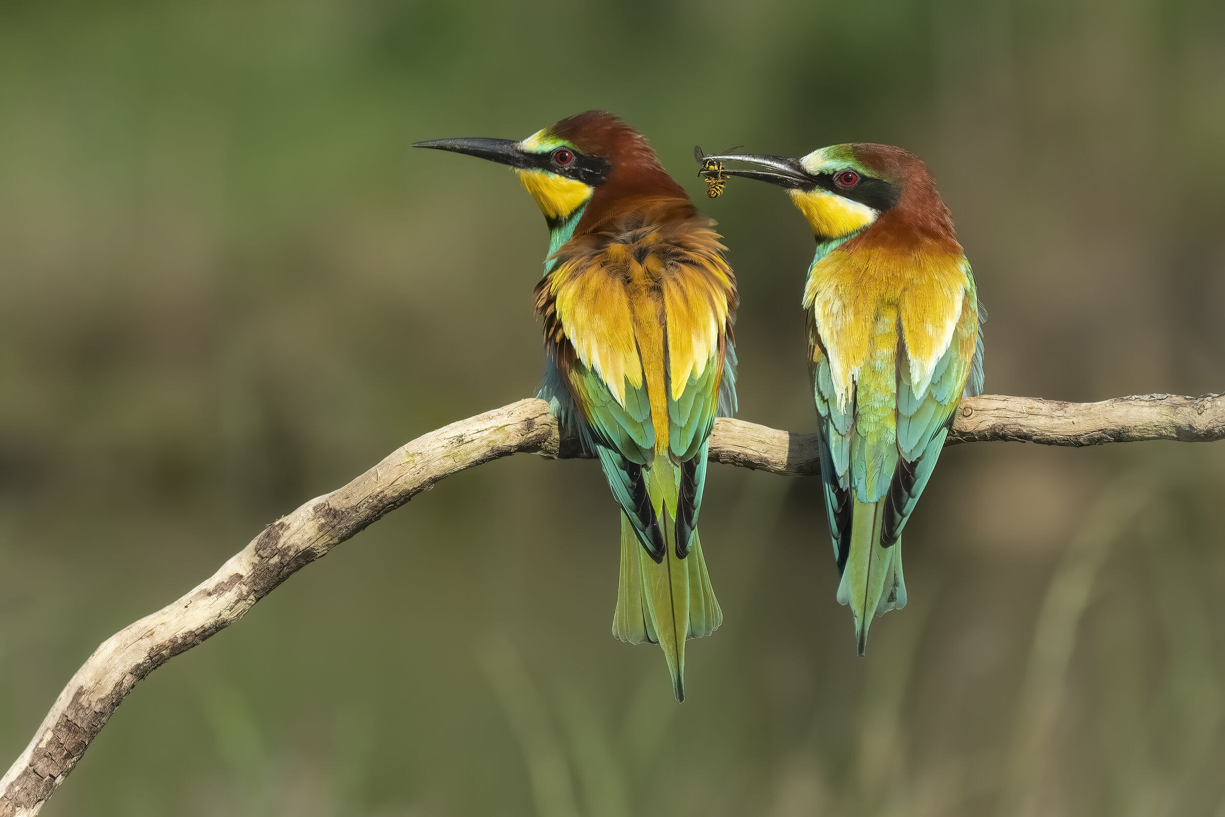 Bee-eater