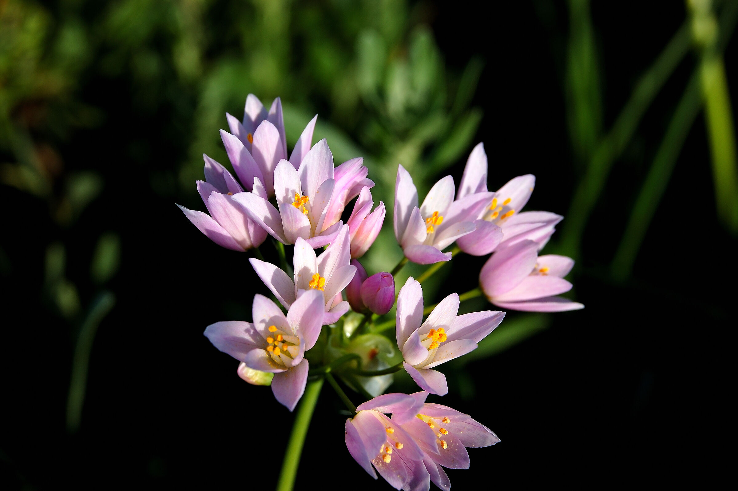 Fiore