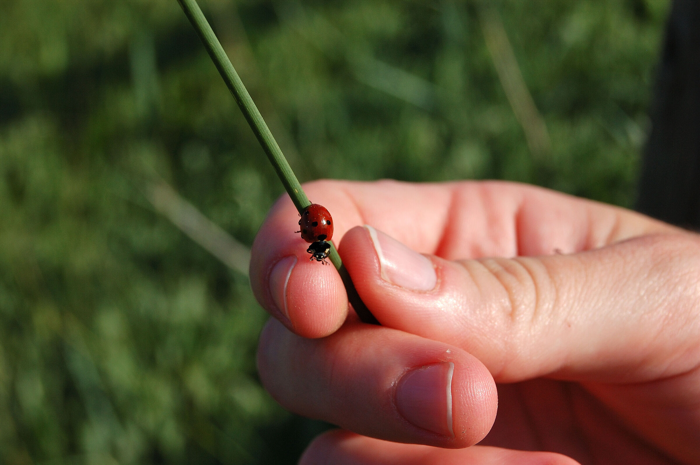 Coccinella