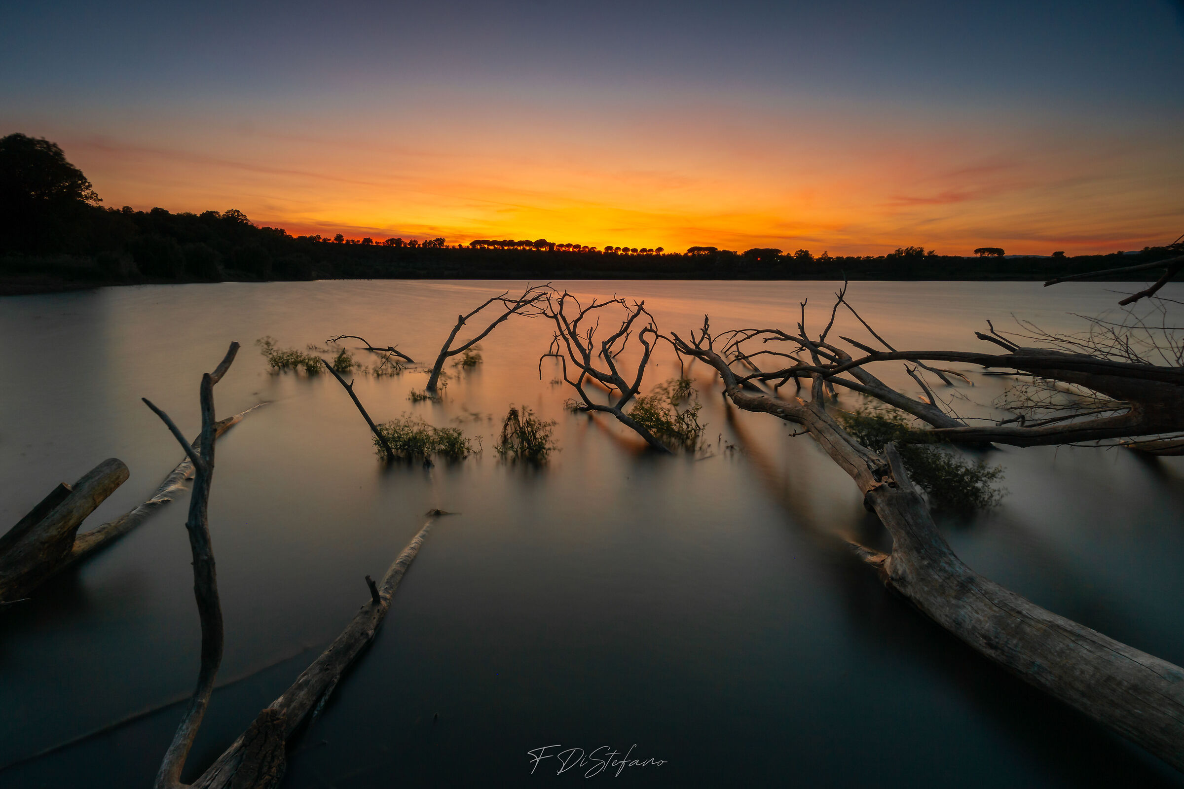 Tentacles at dawn