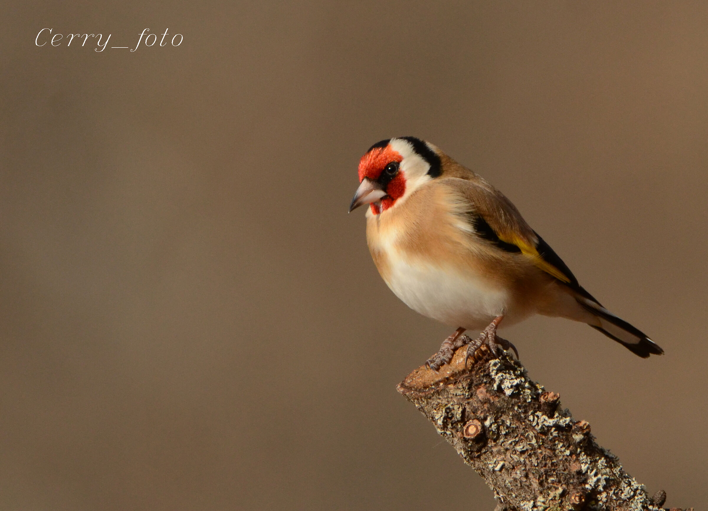 Goldfinch