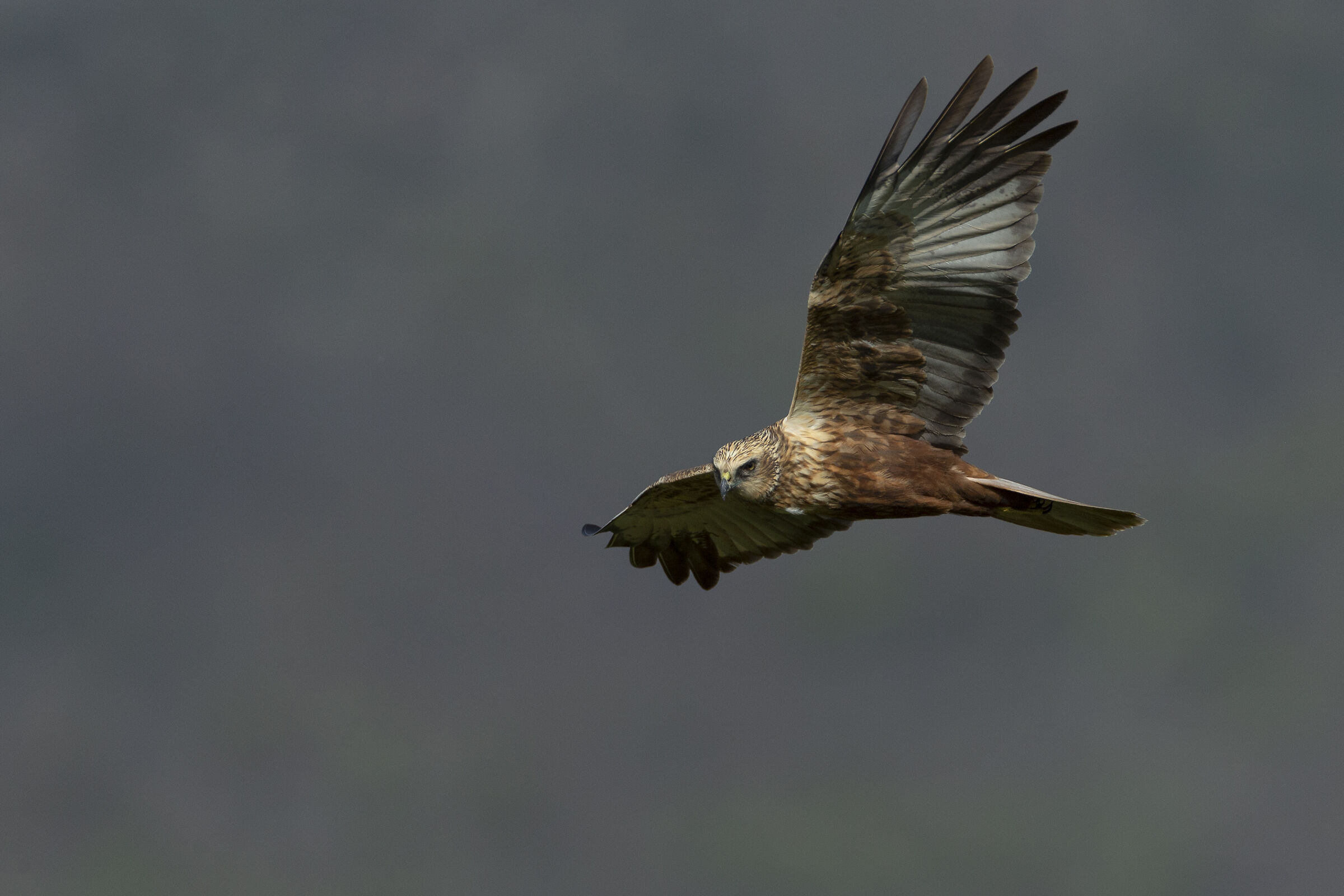 Marsh harrier