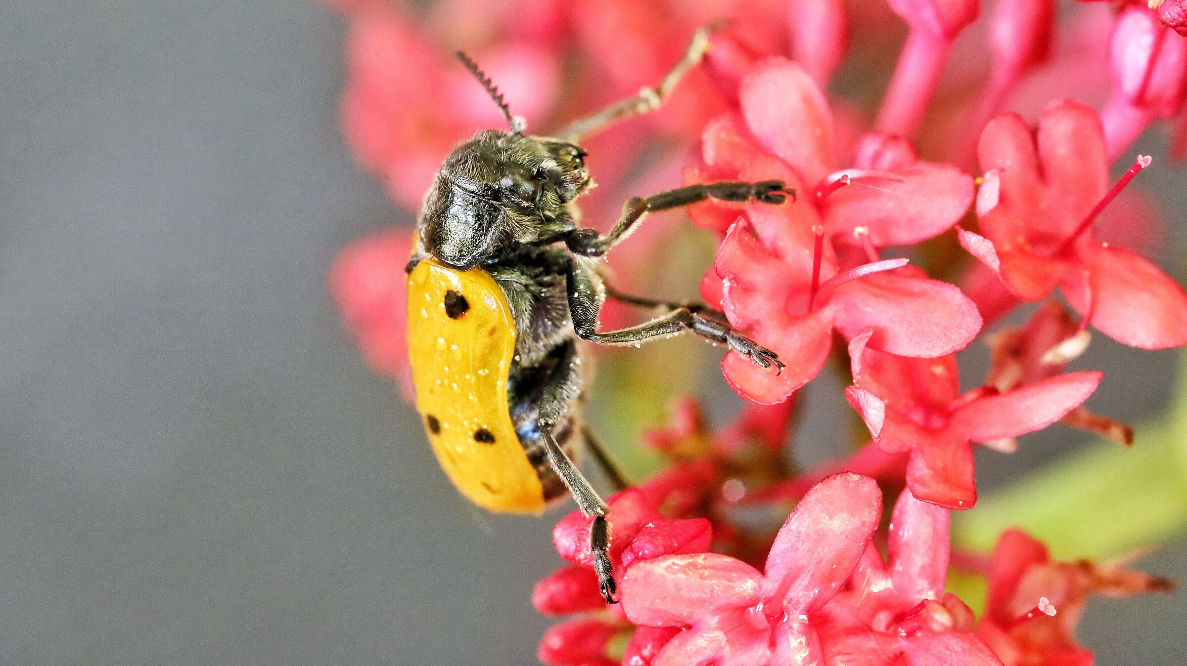 Lachnaia italica