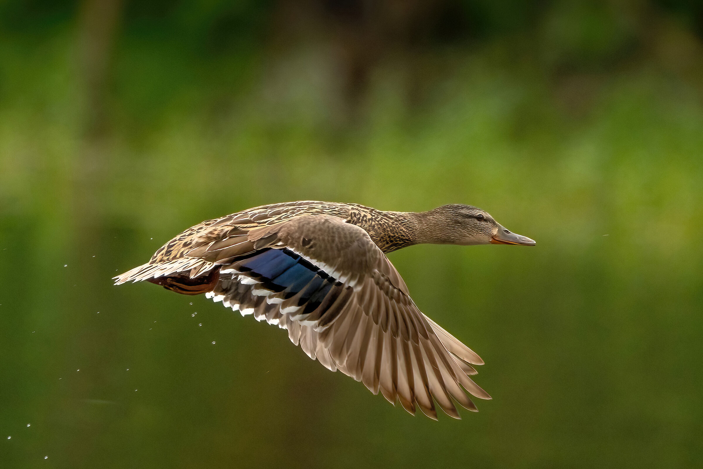 Mallard (Anas platyrhynchos)