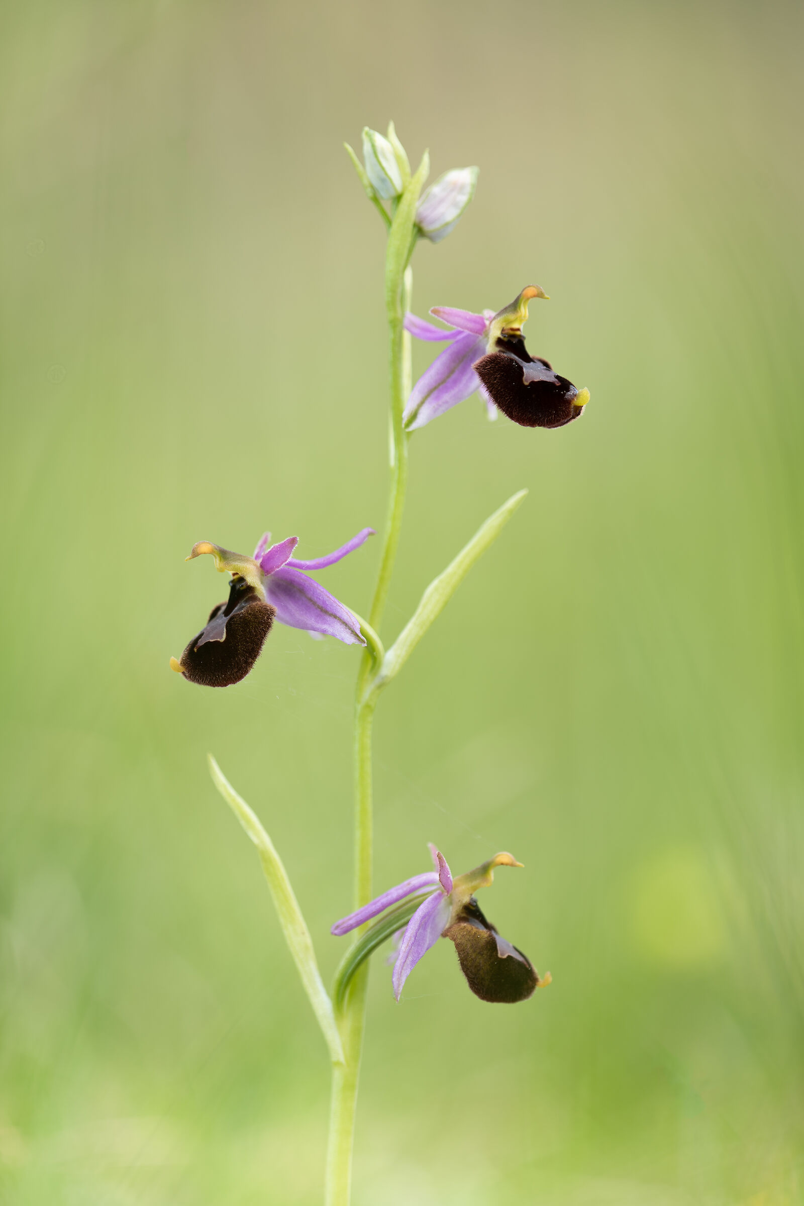 Ophrys x gumprechtii nothosubsp pierae