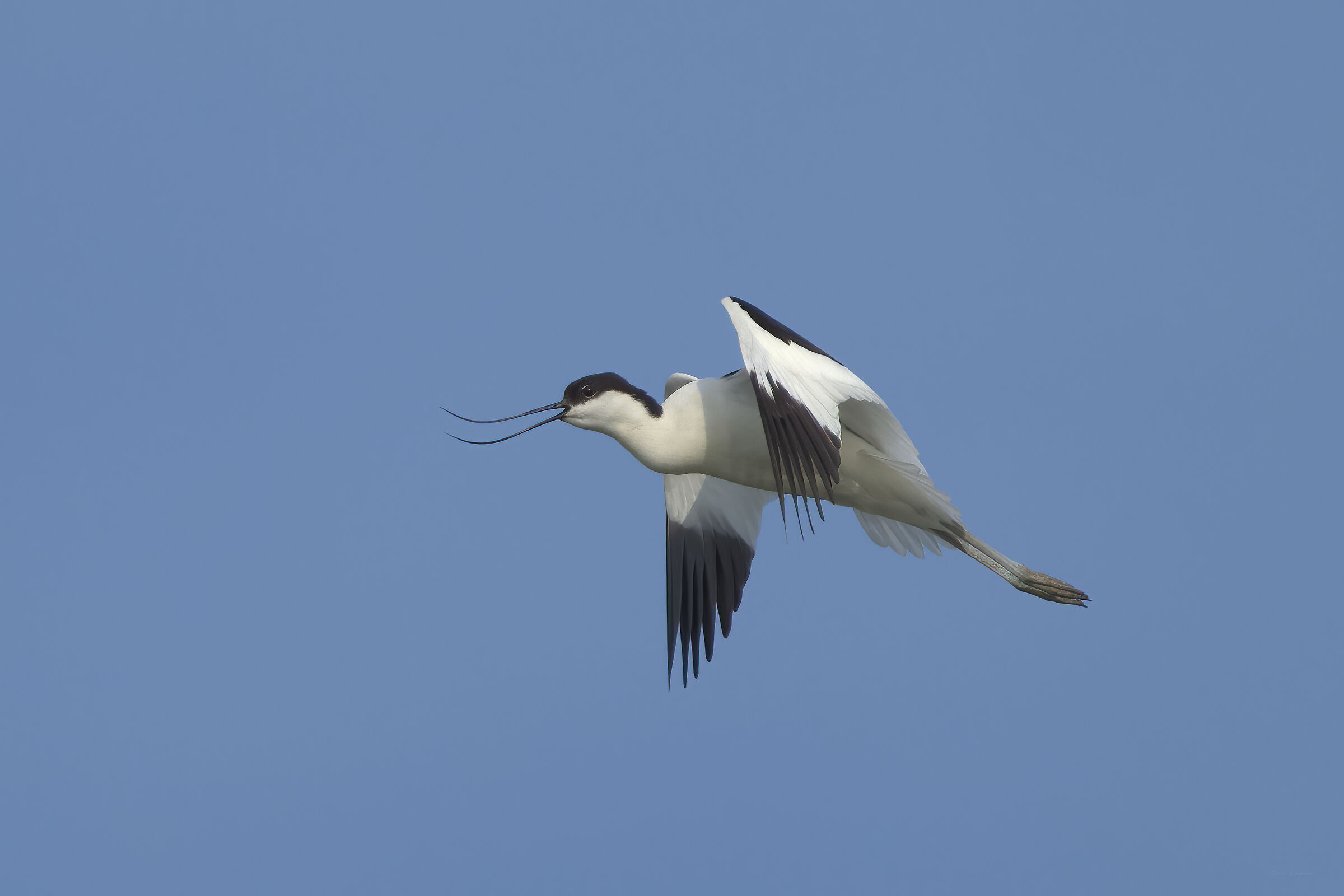 Avocet in flight