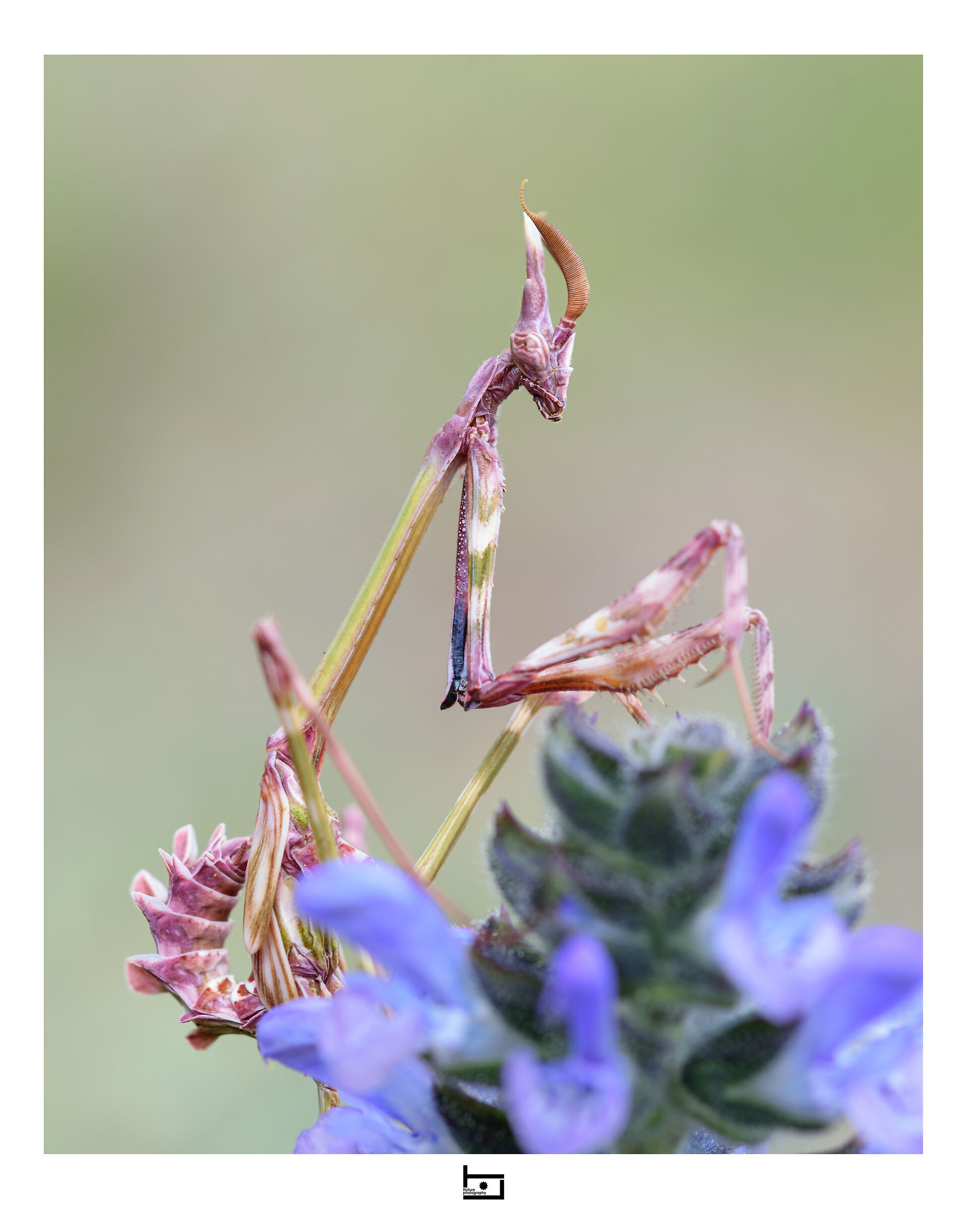 Empusa pennata portrait