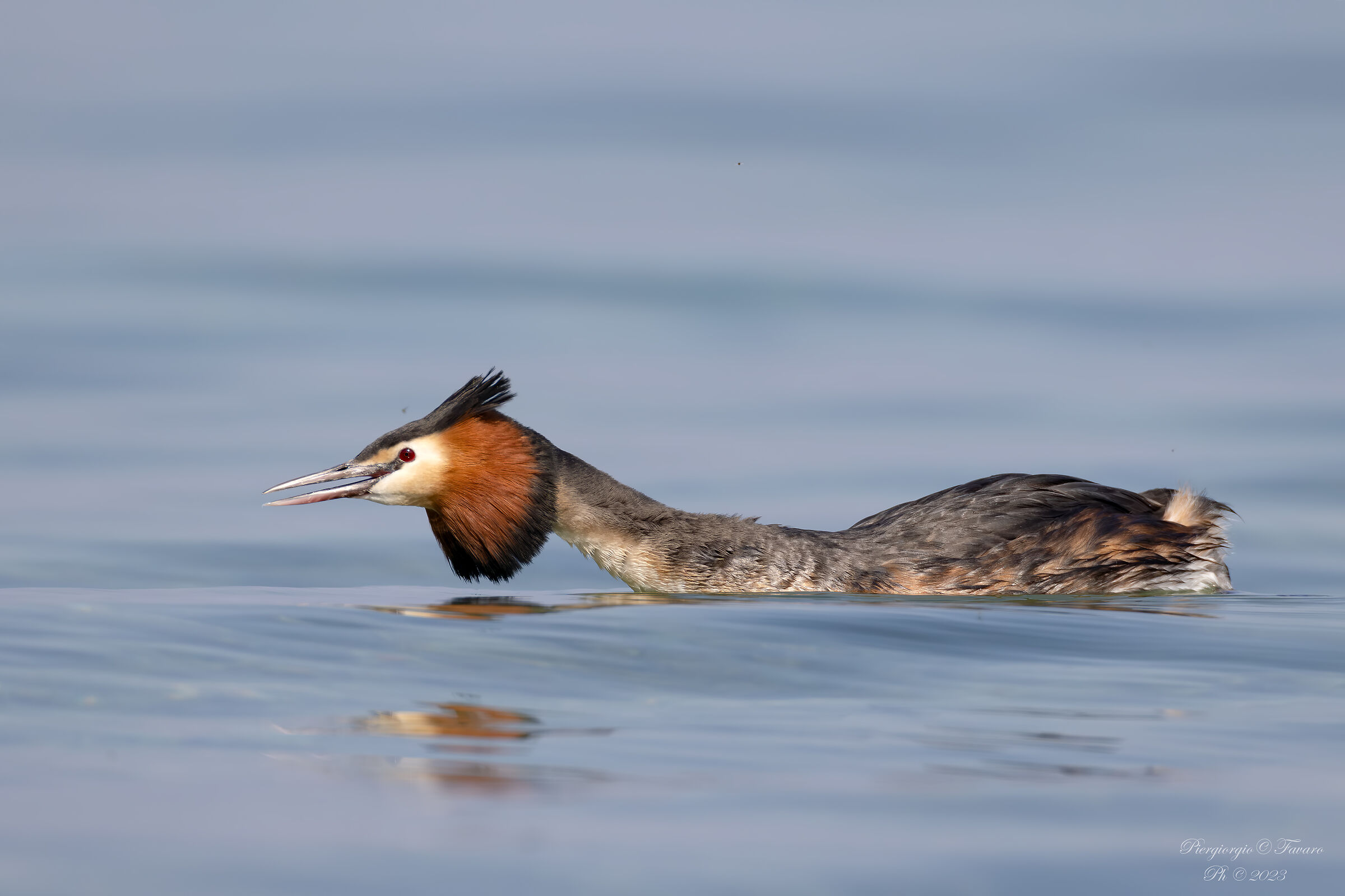 Great crested grebe