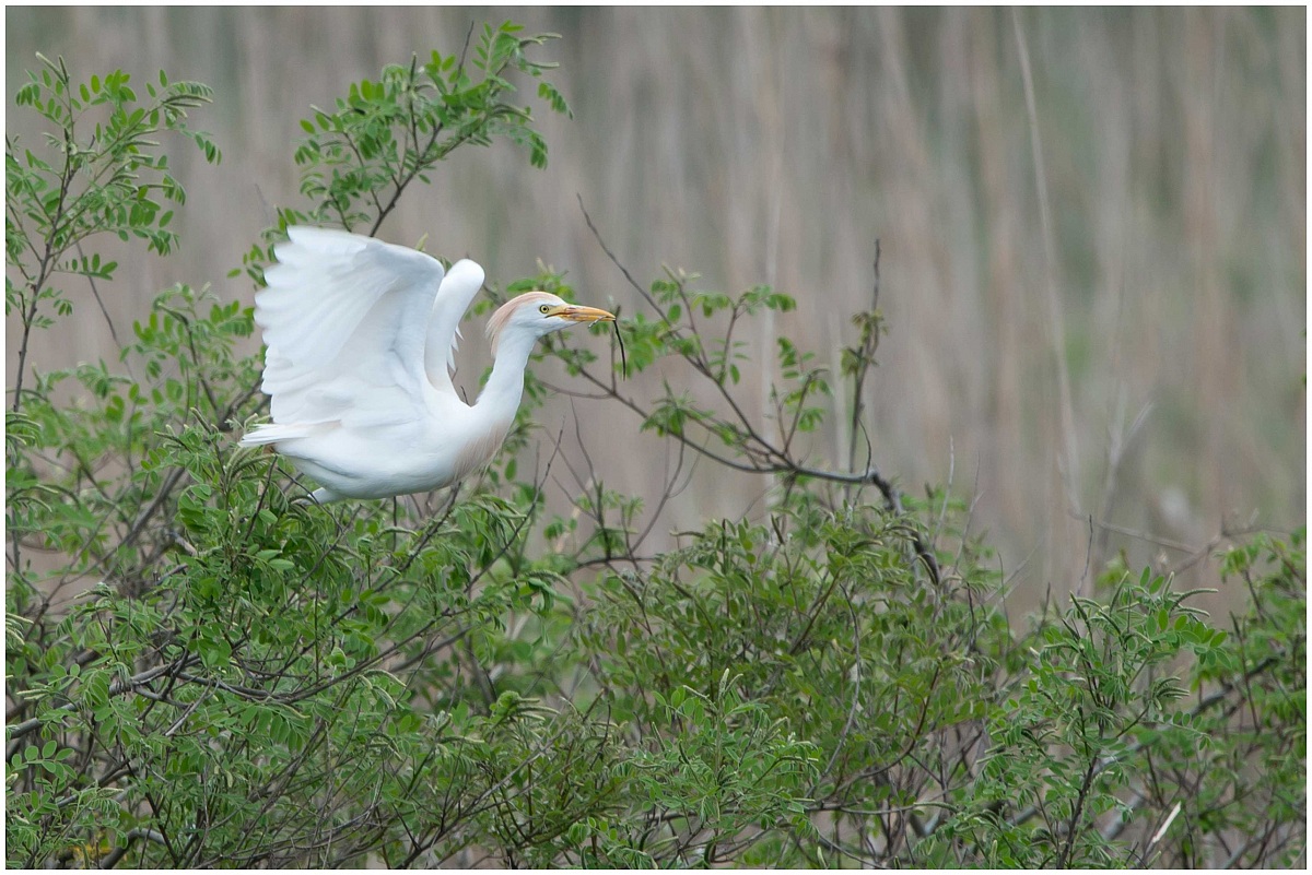 Cattle Egret