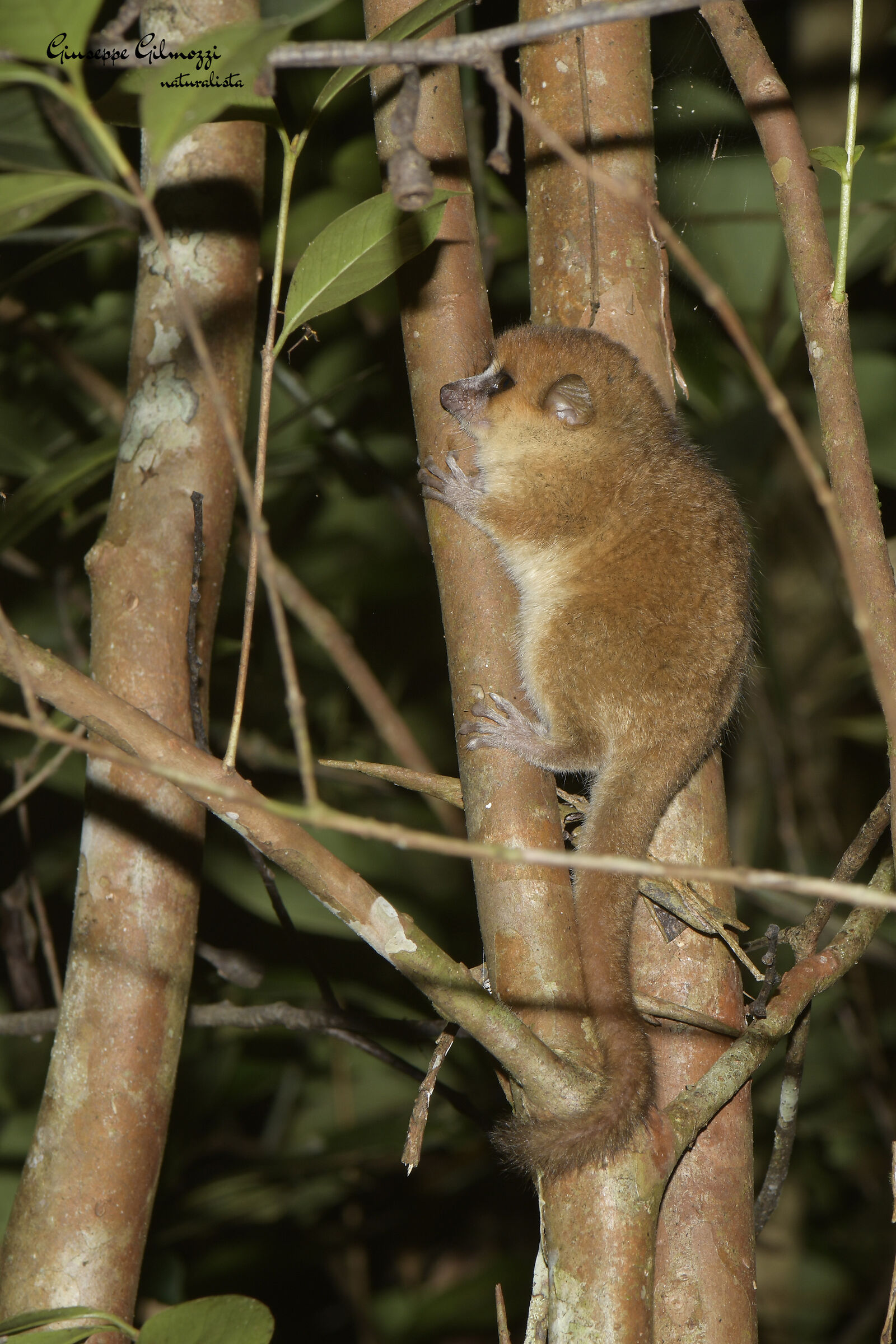 Mouse lemur. (Microcebus lehilahytsara.