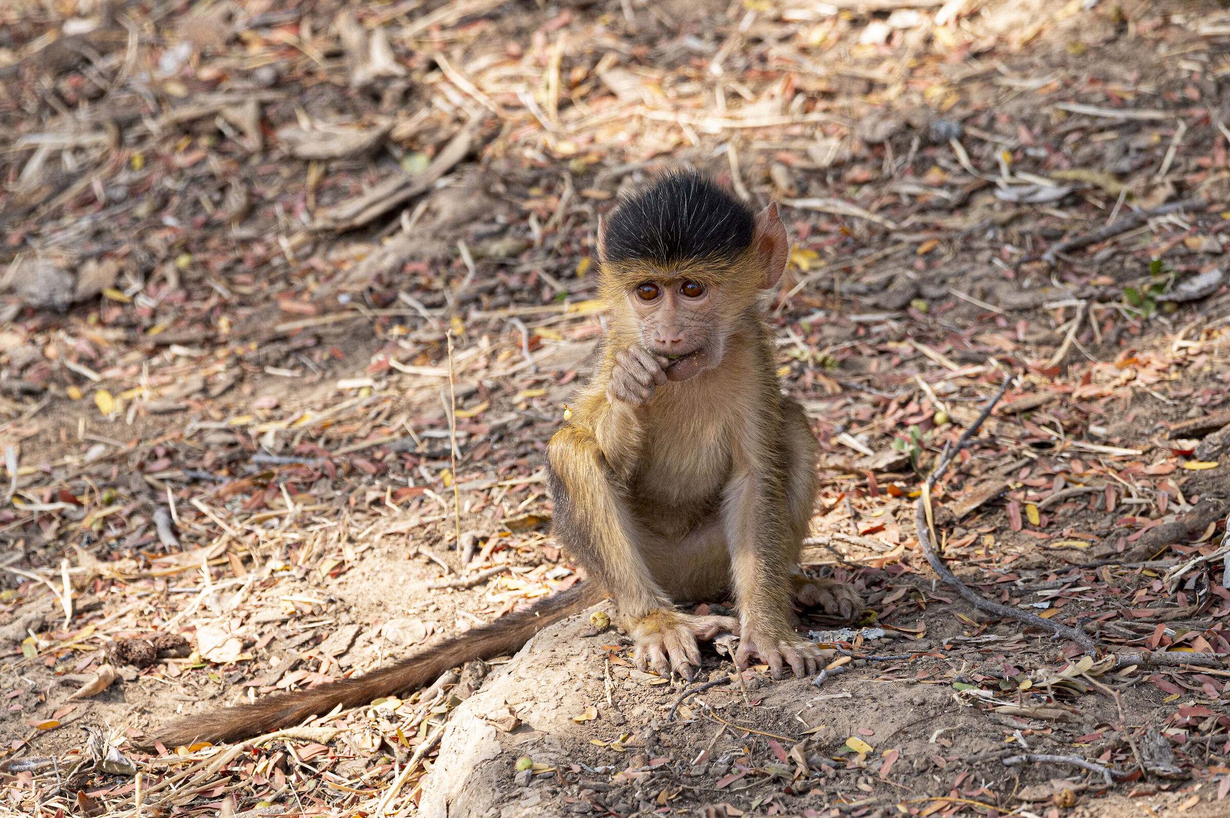 Monkey