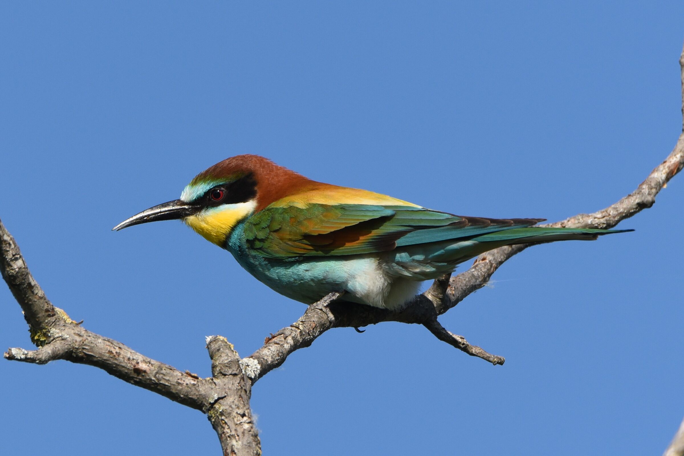 Bee-eater, first meeting of the year (2)