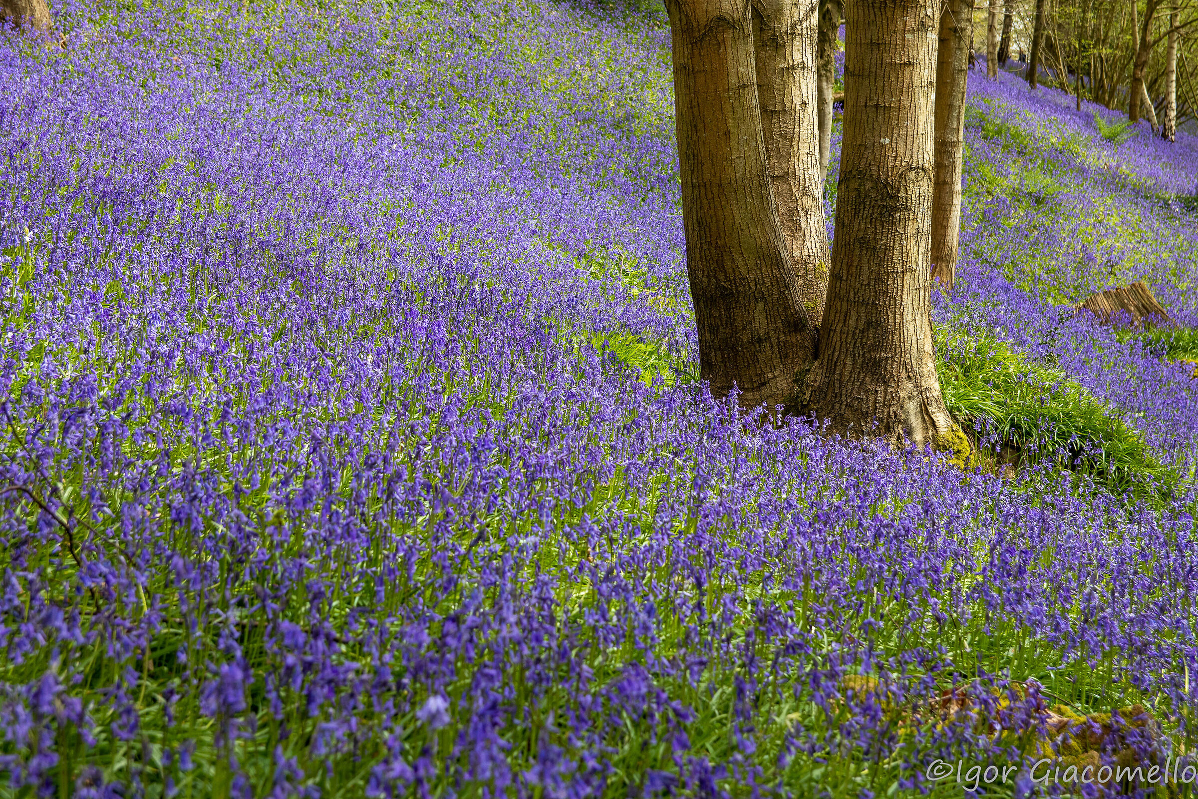 Bluebells