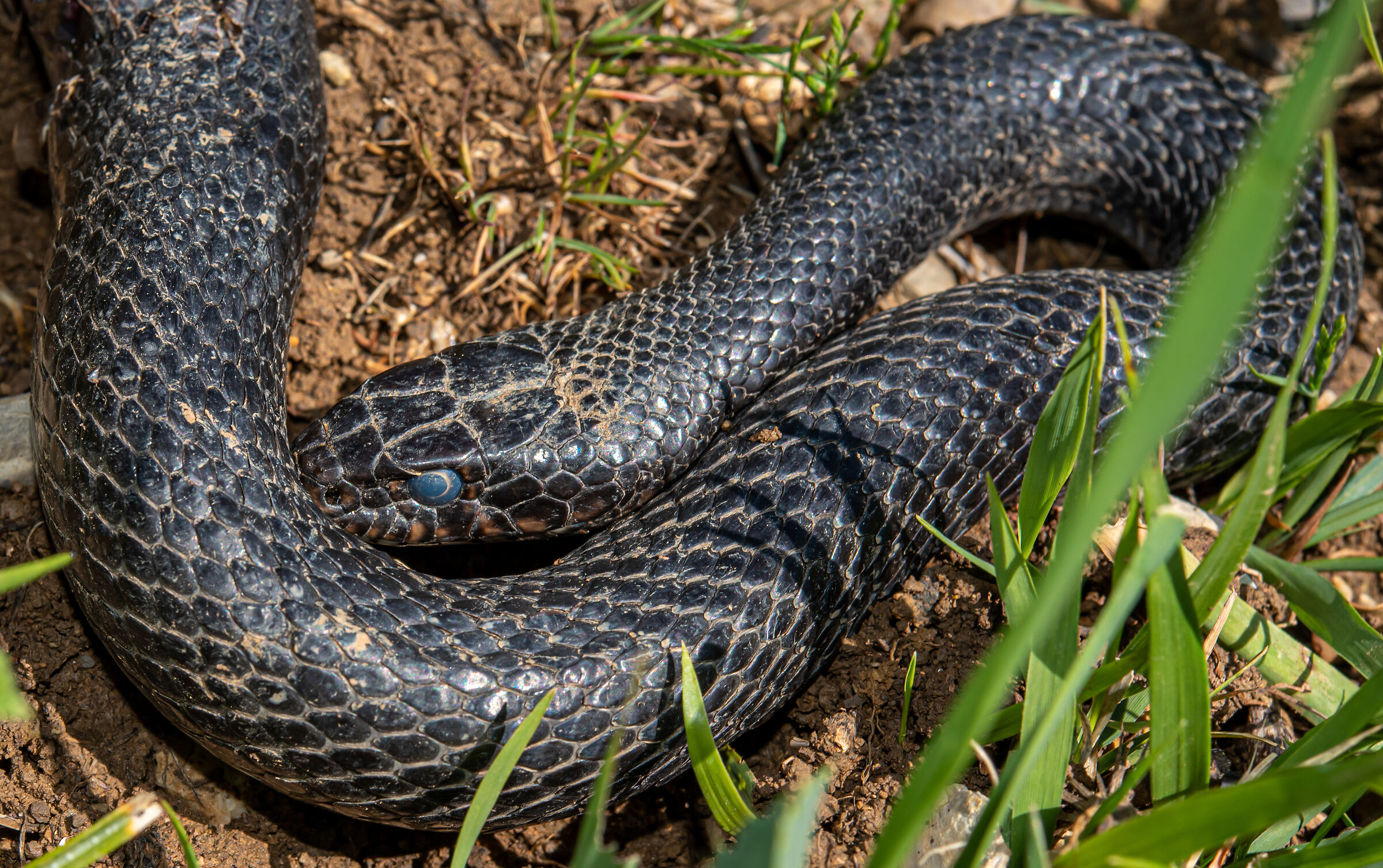 Hierophis viridiflavus sub Carbonarius, Black snake