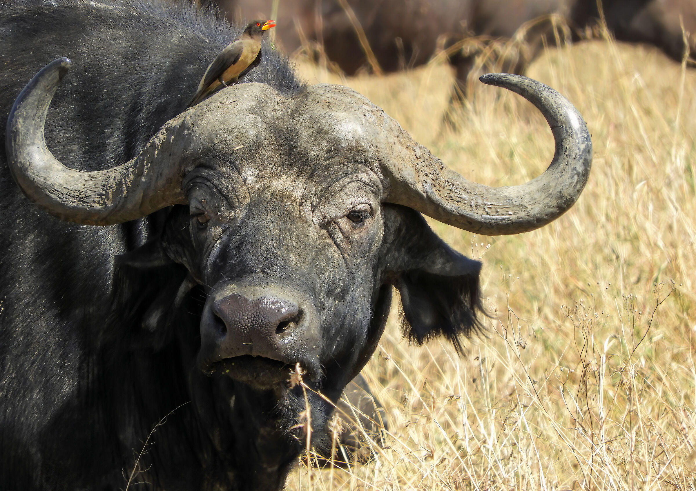 Ci stai osservando per caso..