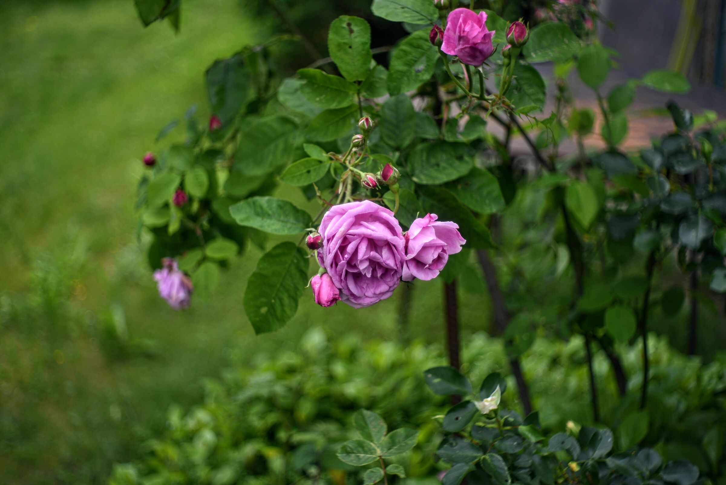 Rosa con bokeh
