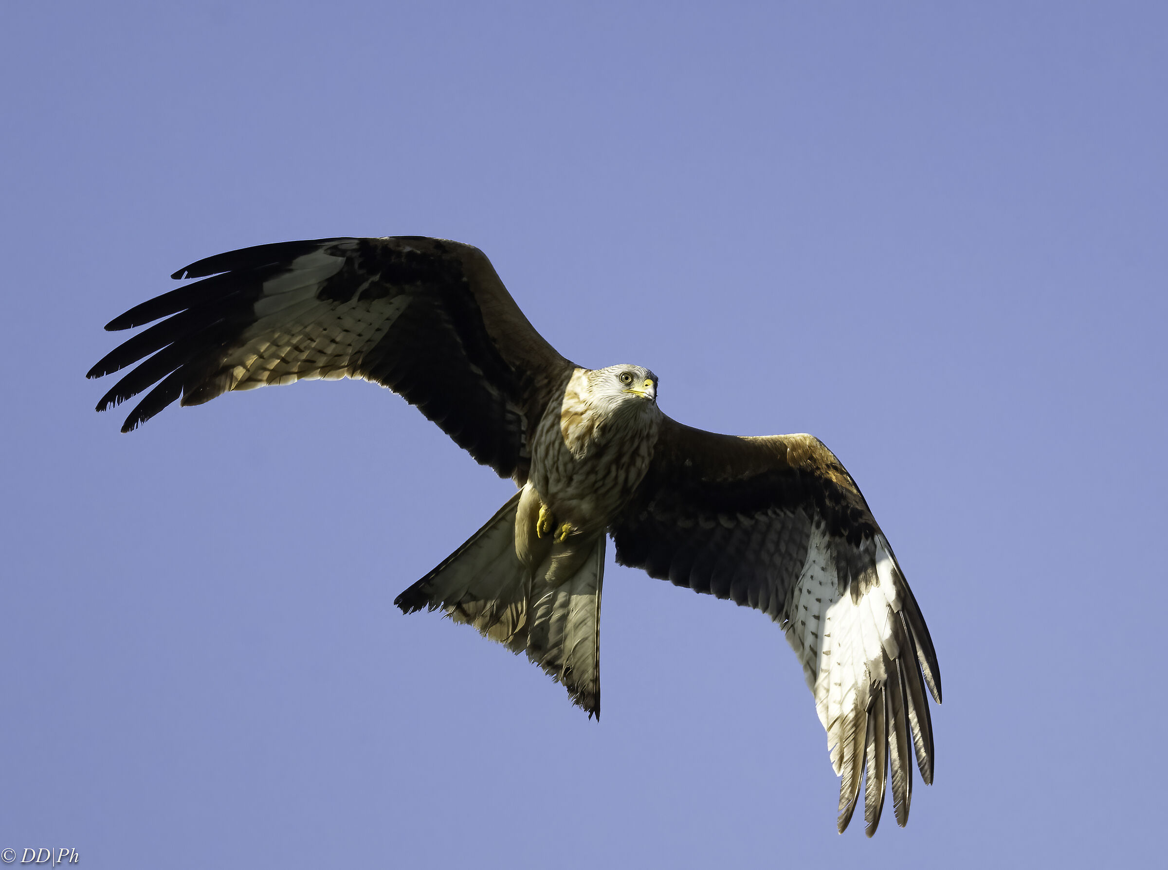 Red kite