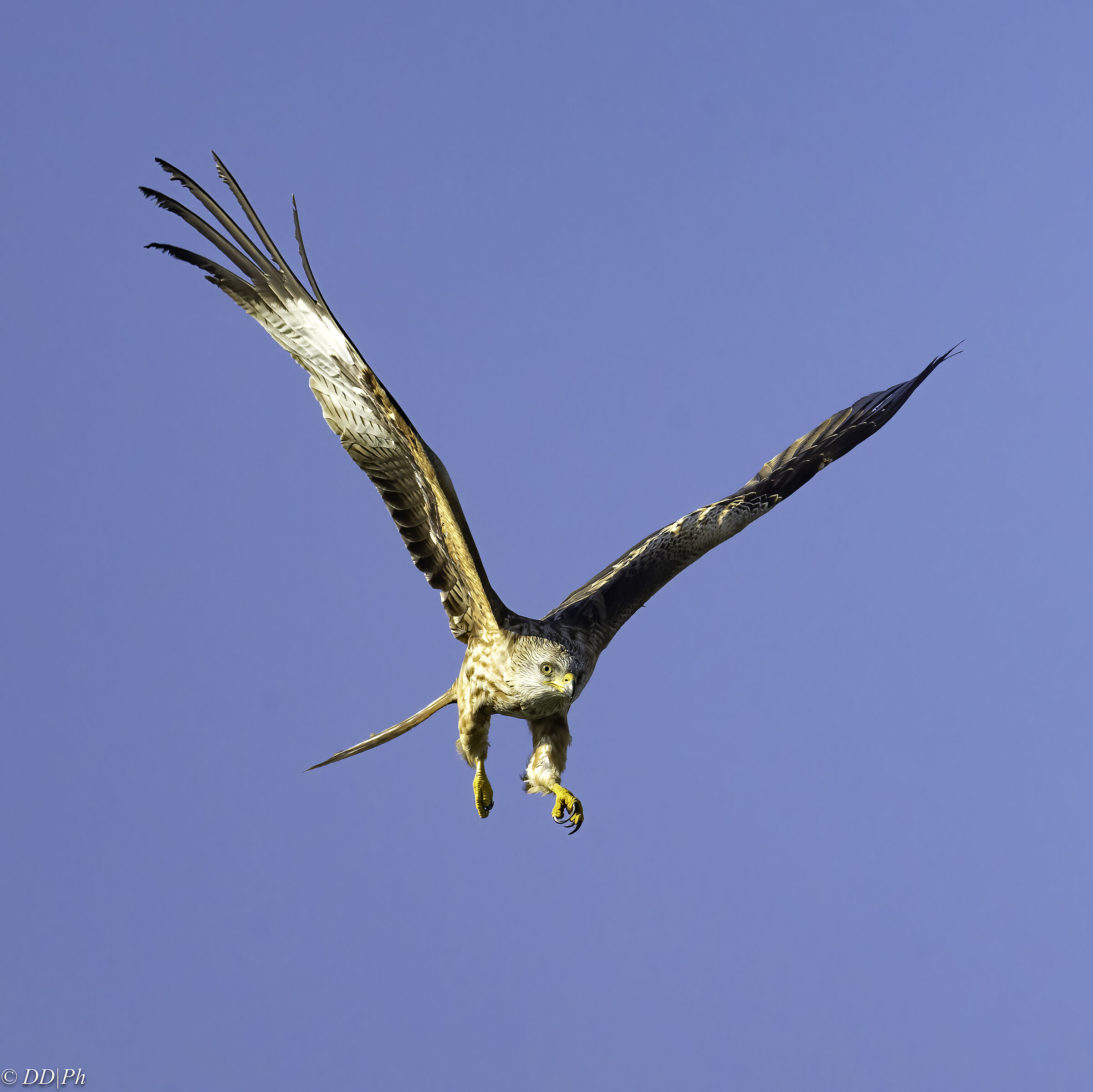 Red kite