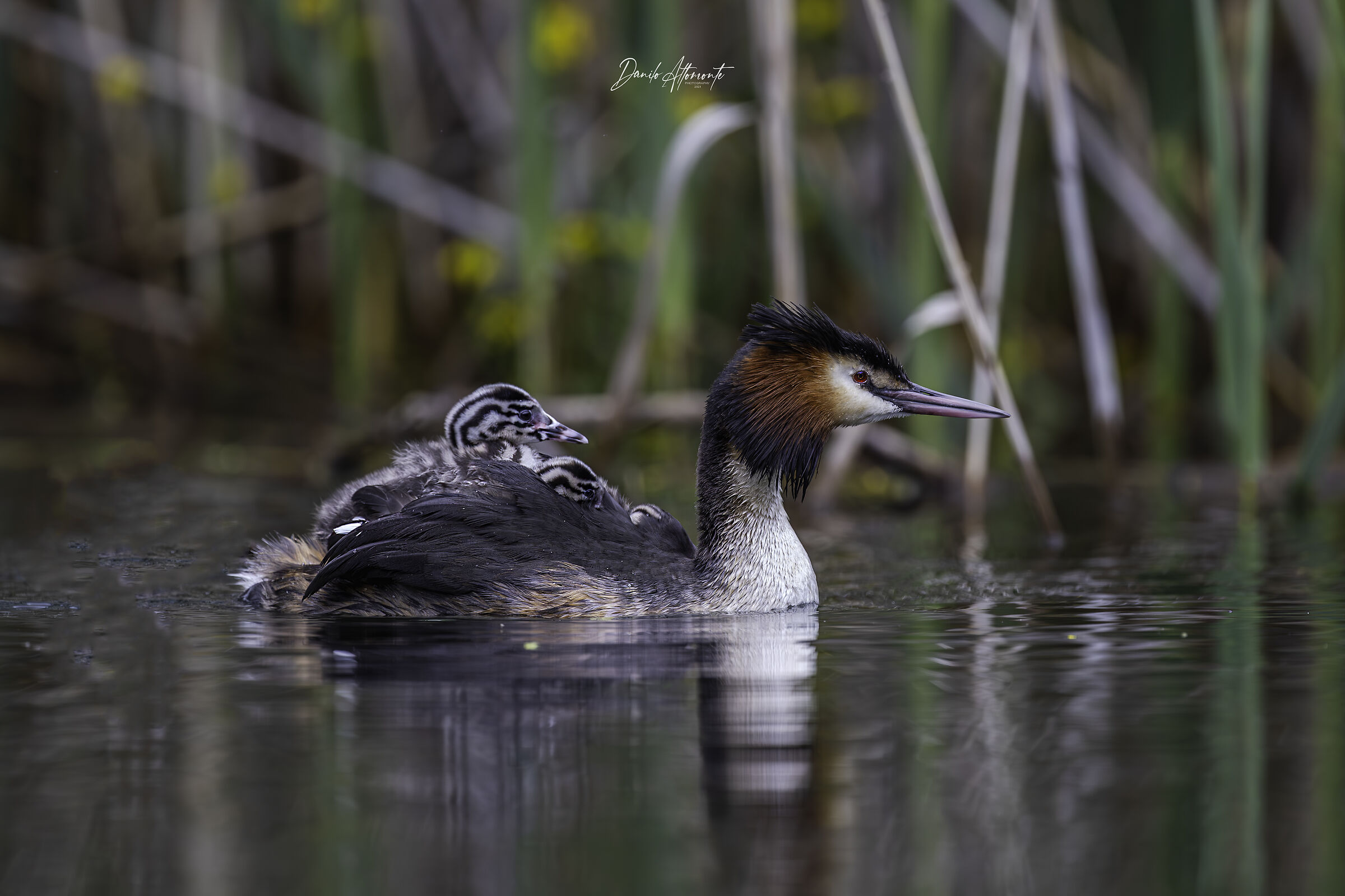 Grebe