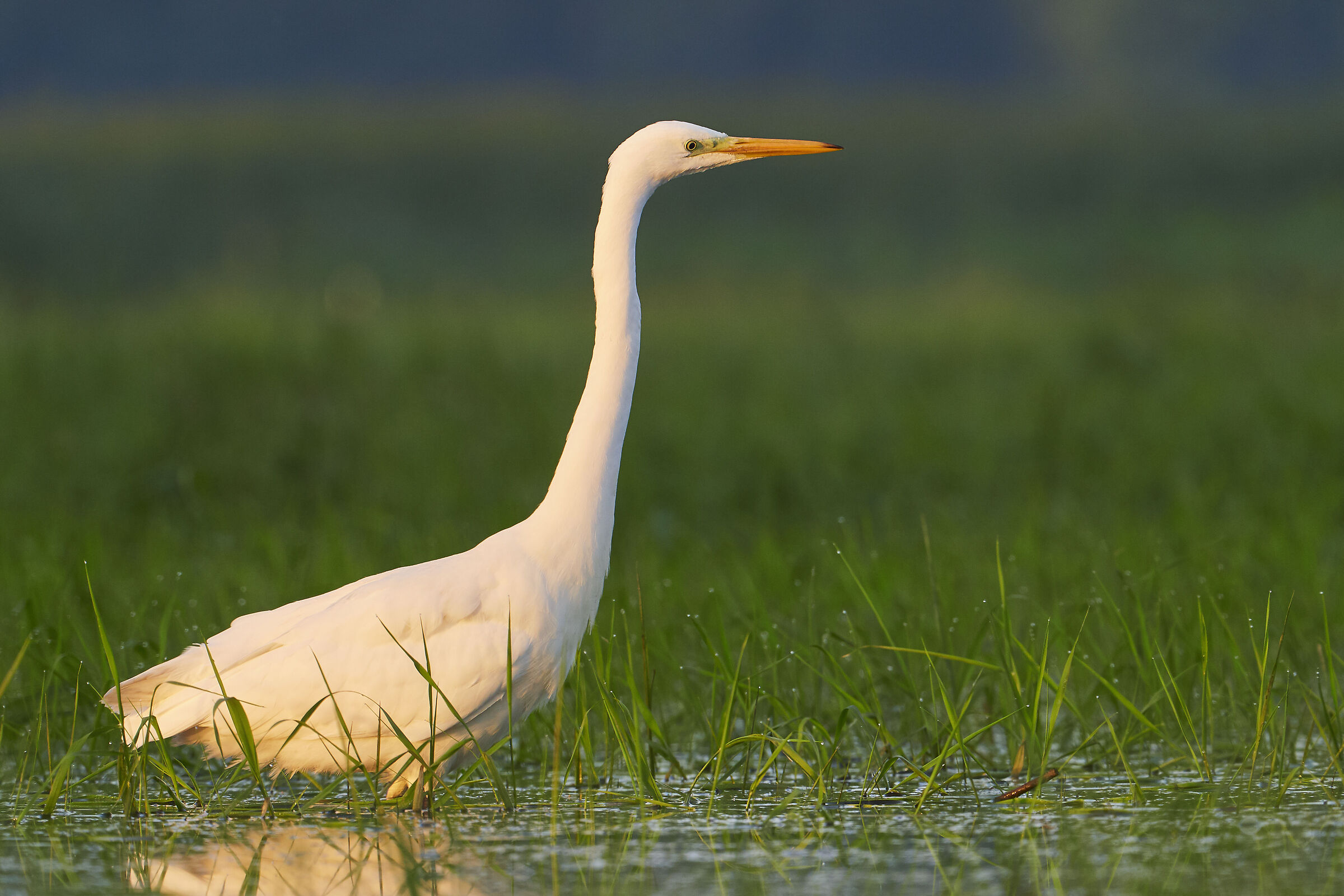 Gray Wbite Egret ( Egretta alba )