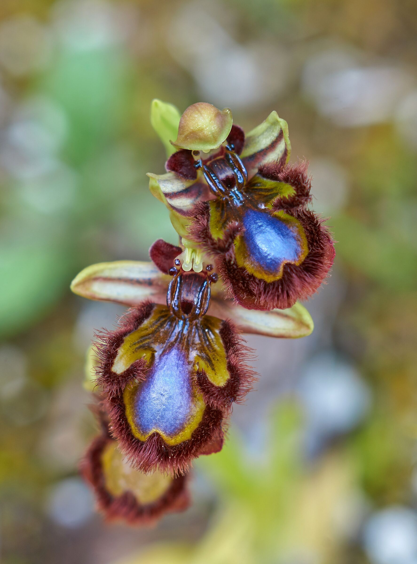 Ophrys speculum