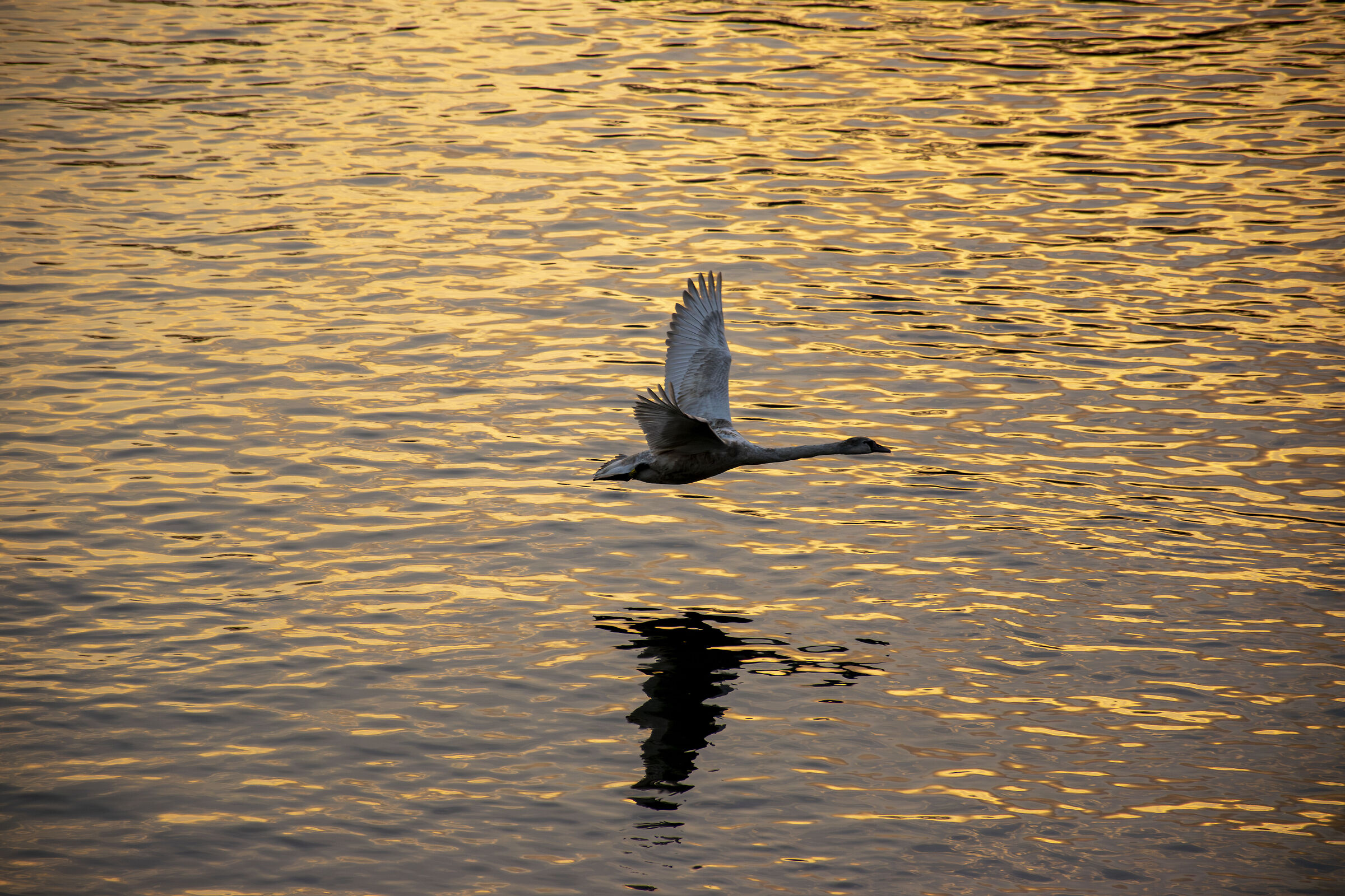Tramonto sul fiume Vistola, Polonia