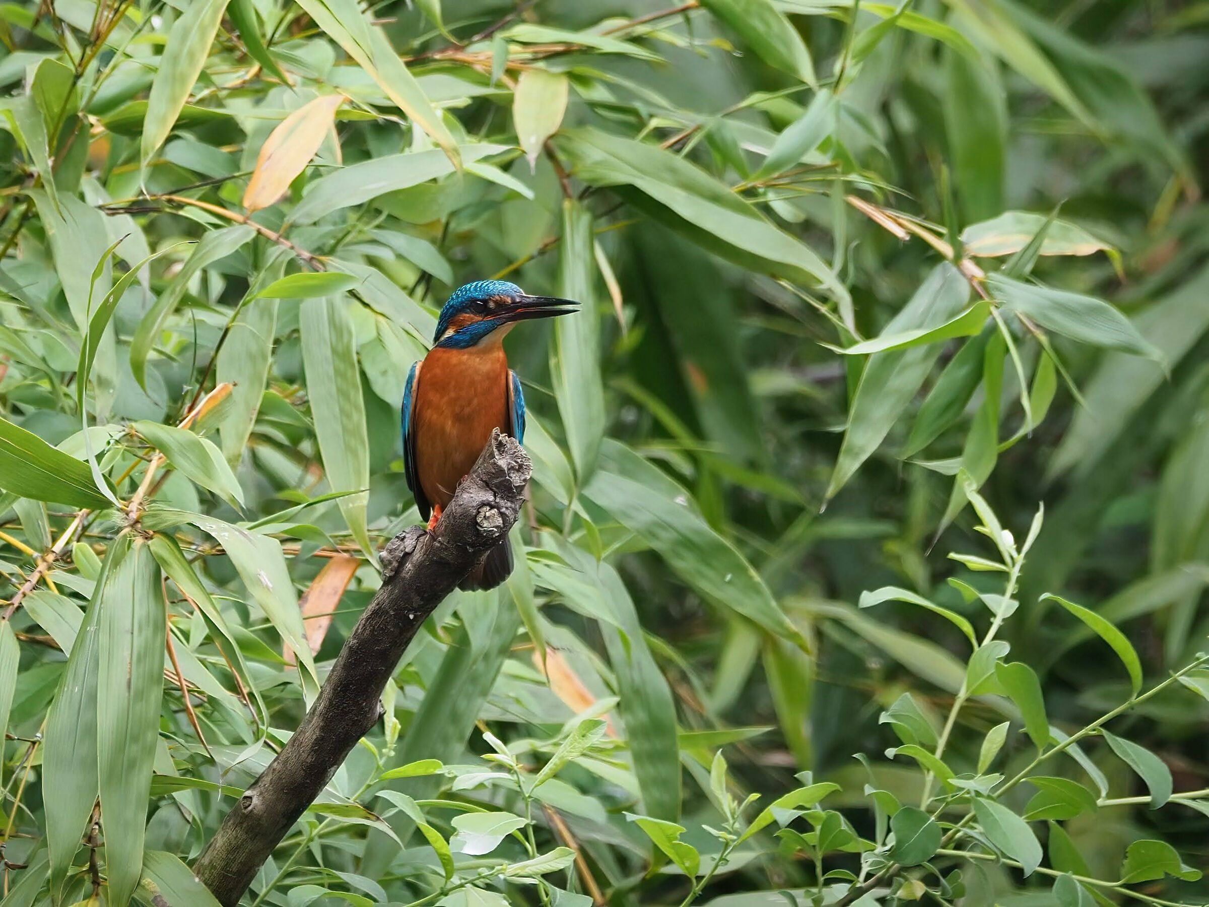 Kingfisher (m)