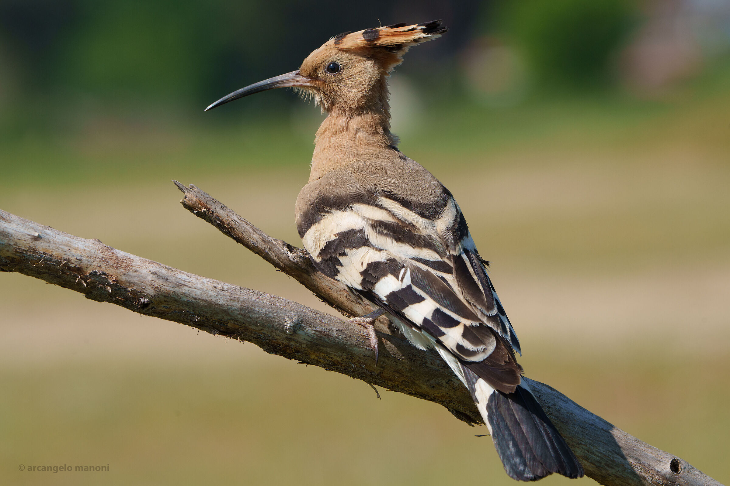 Portrait of the hoopoe