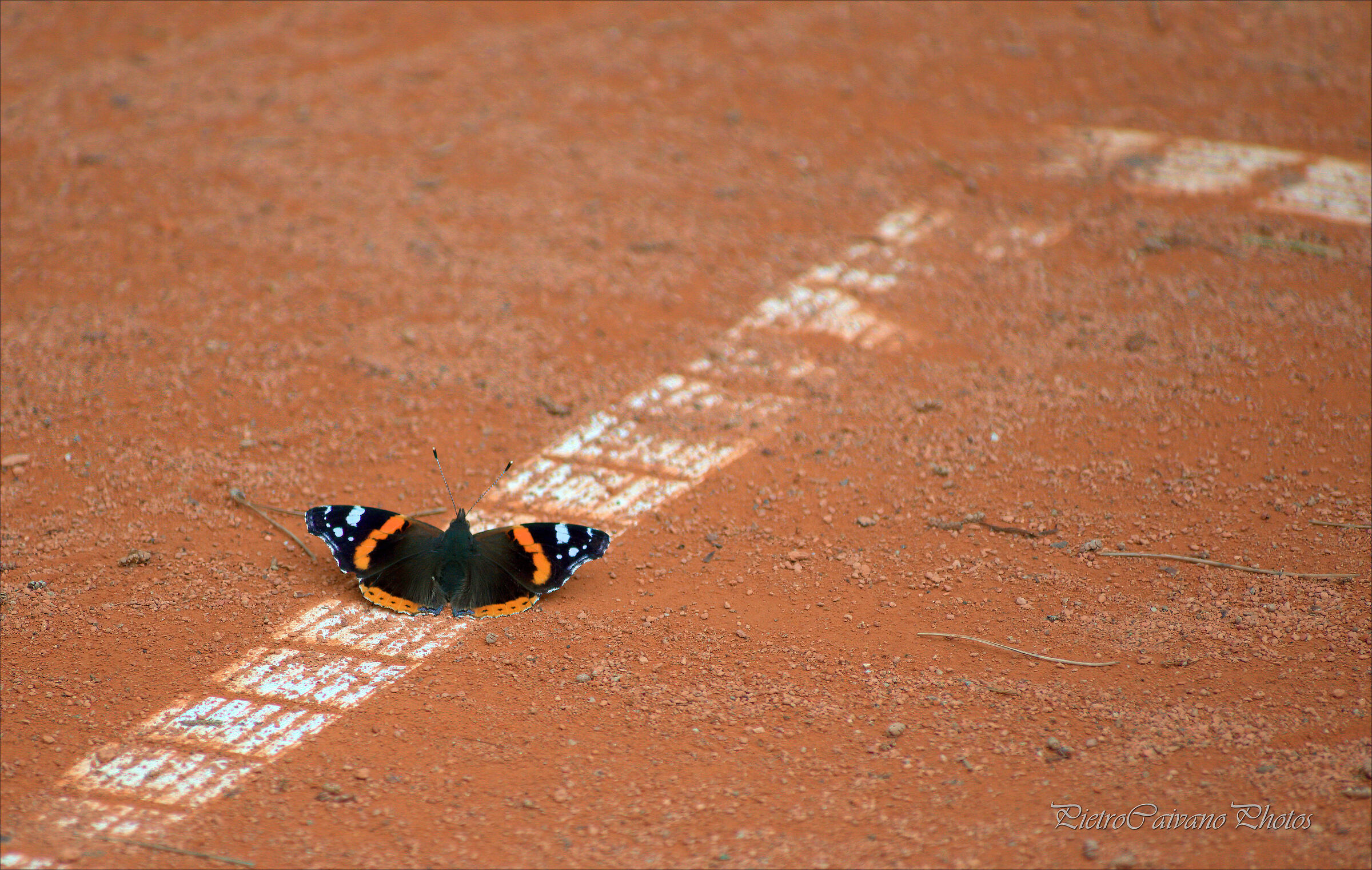 Una spettatrice inattesa al Circolo Tennis