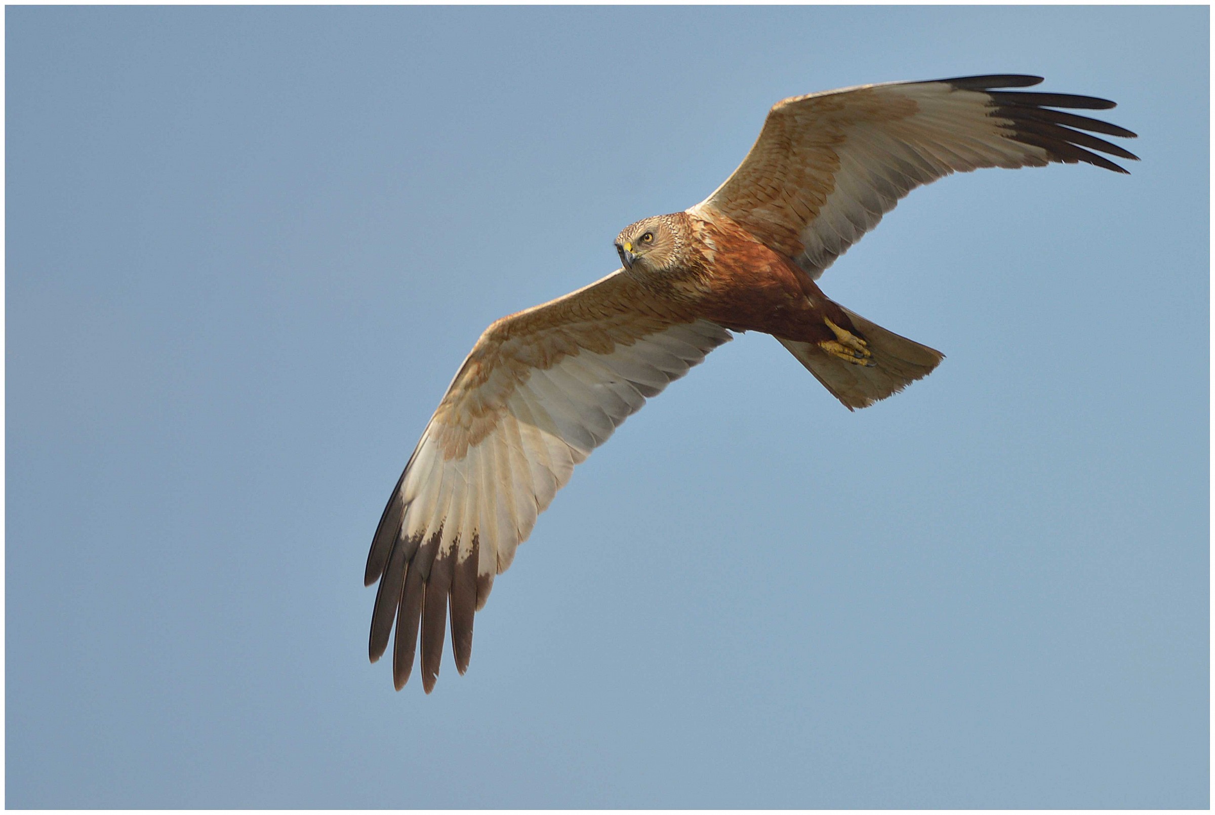 Marsh Harrier
