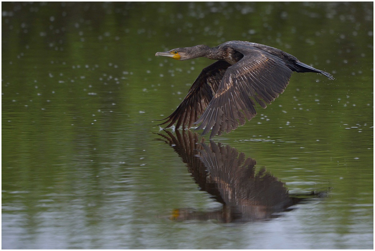 Cormorant